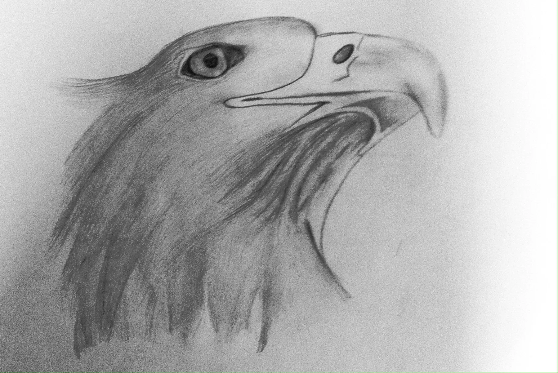 Eagle — Color Pencil, 2012