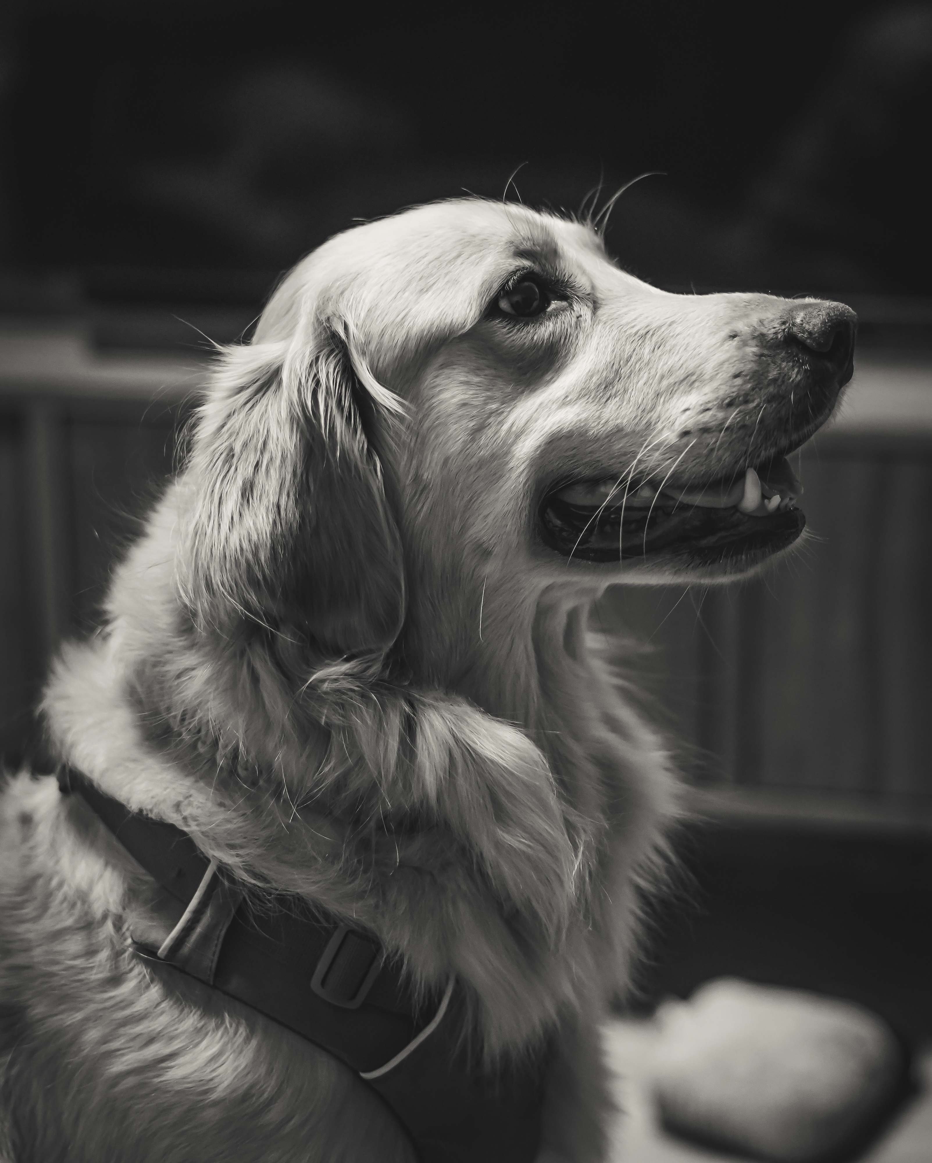 Pet portrait