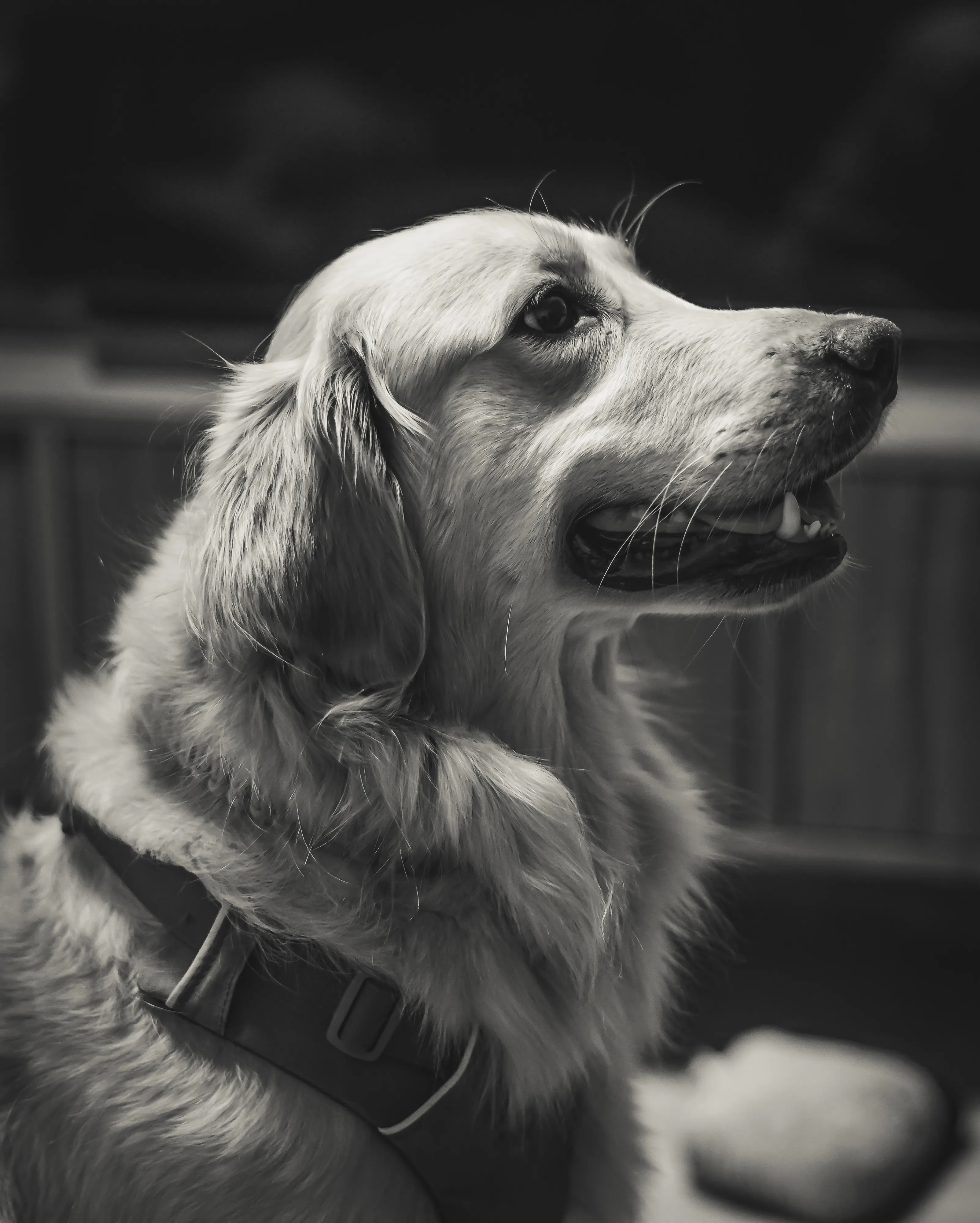 Pet portrait