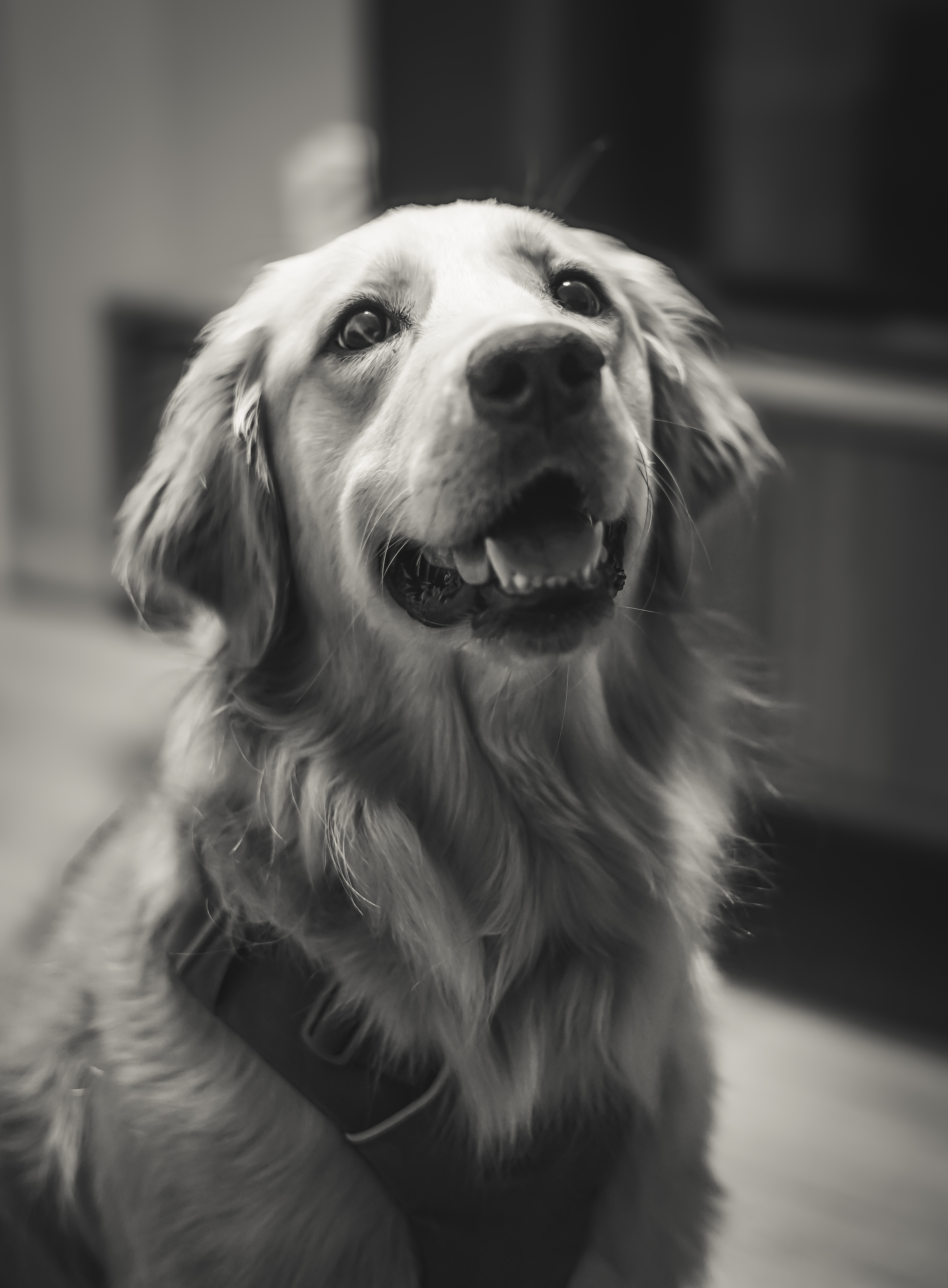 Pet portrait