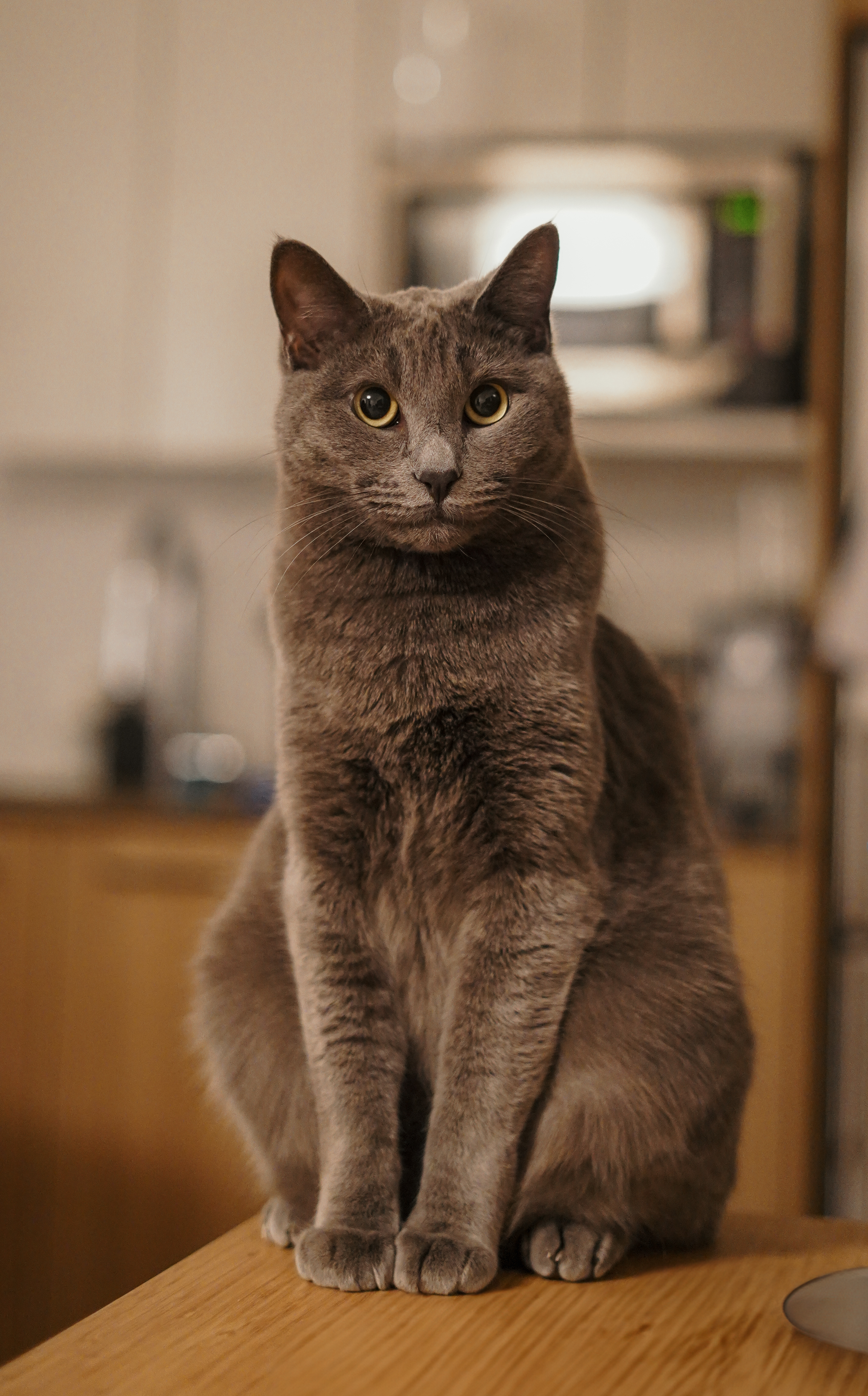 Pet portrait