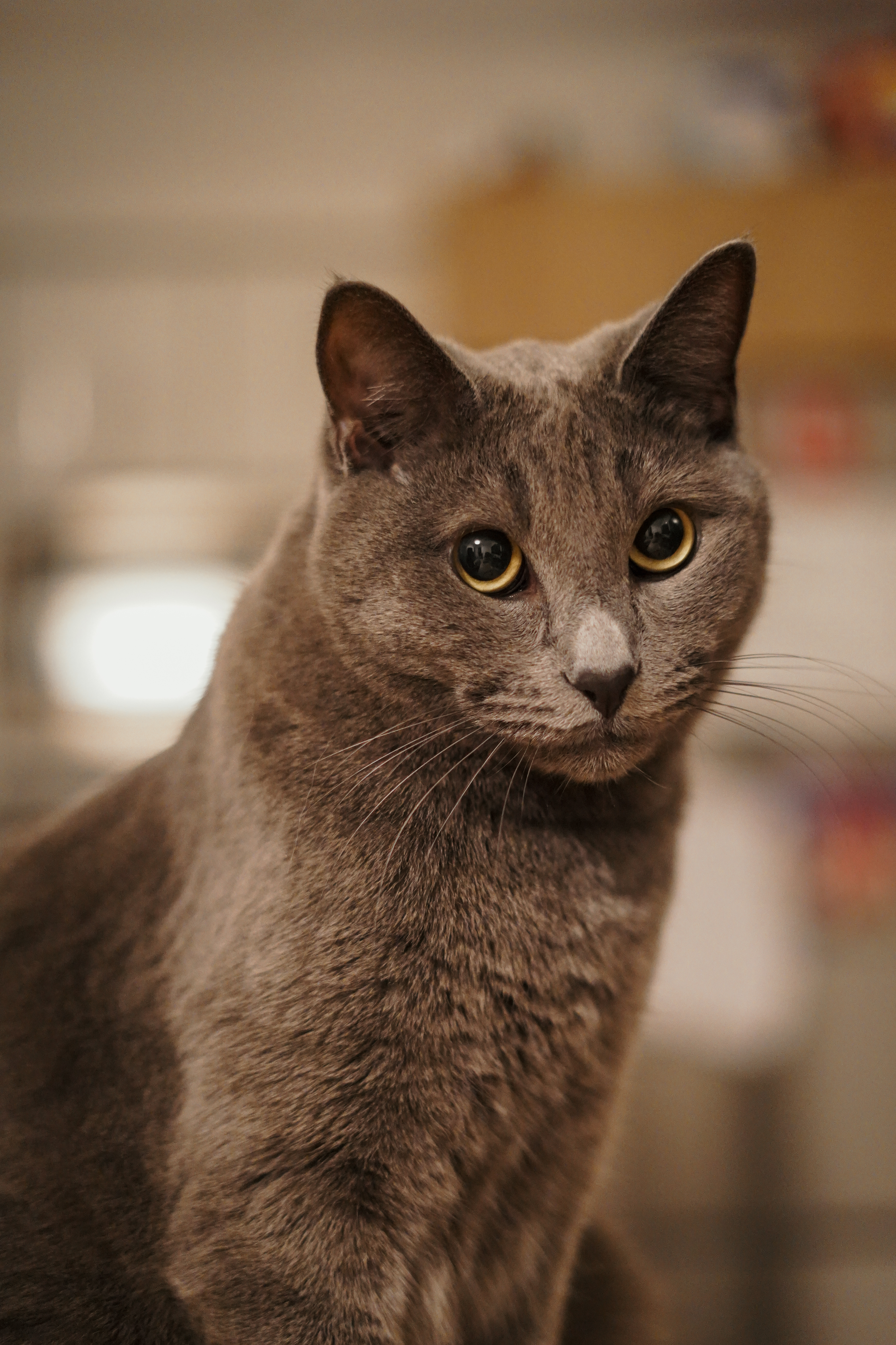 Pet portrait