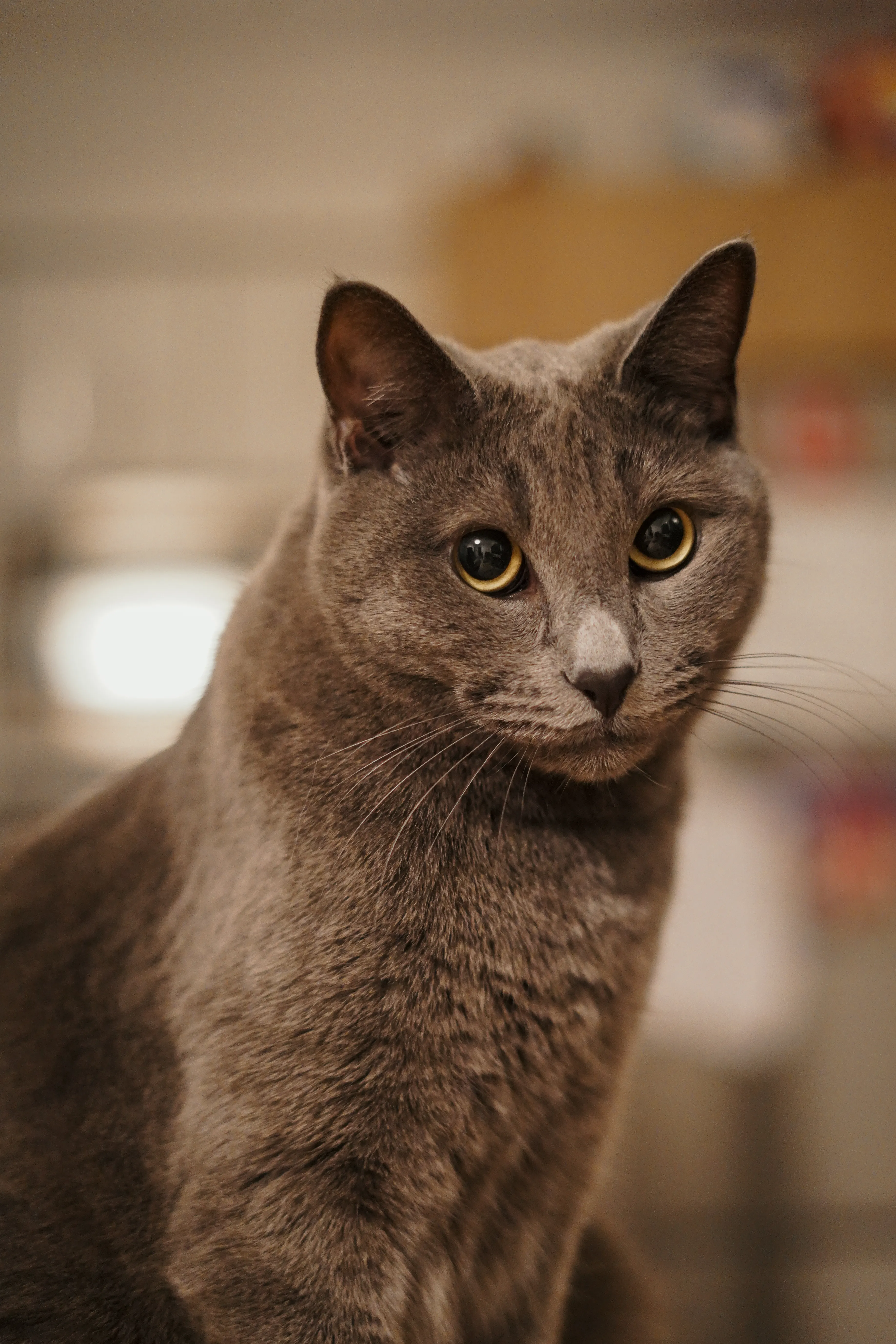 Pet portrait