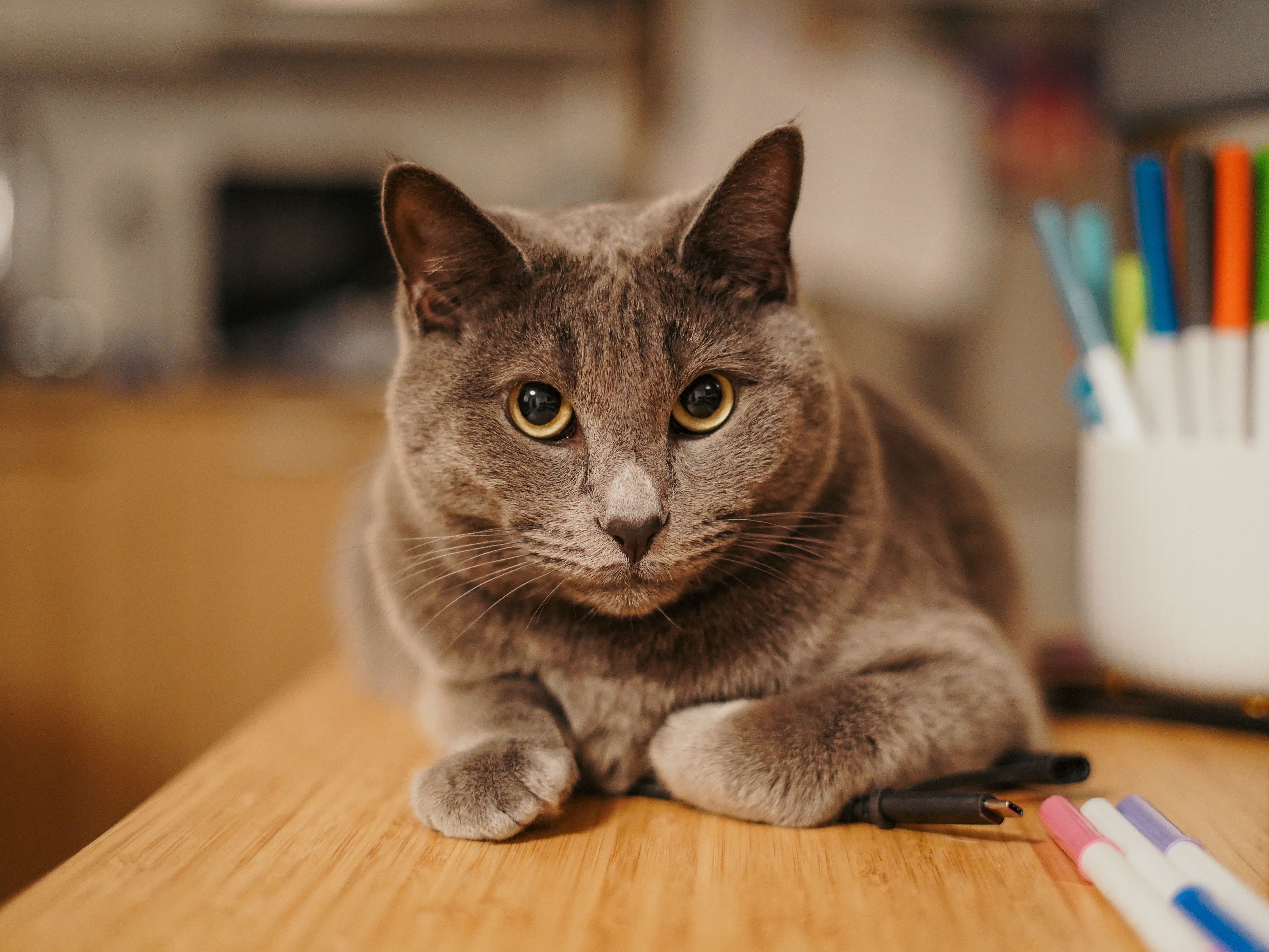 Pet portrait