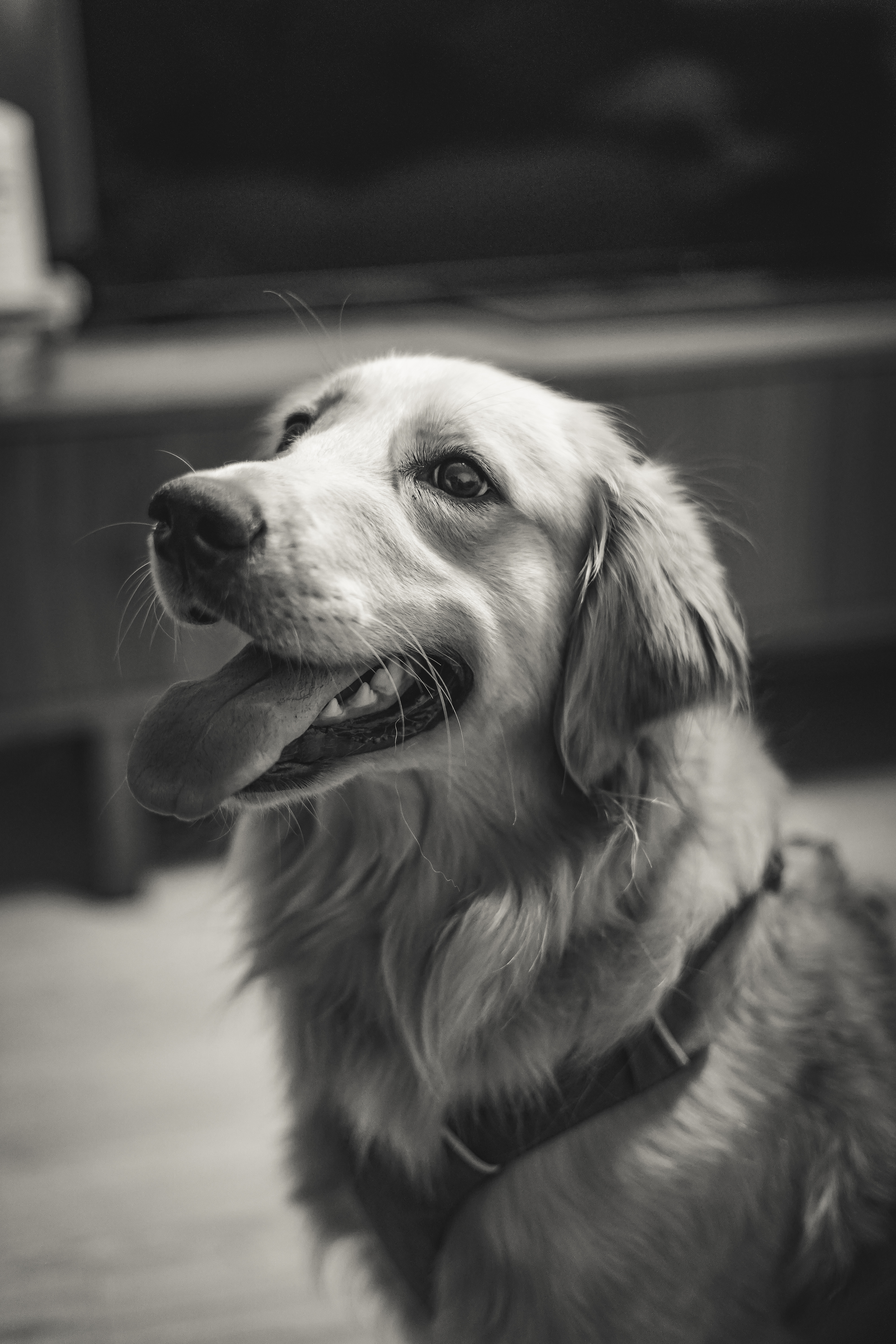 Pet portrait