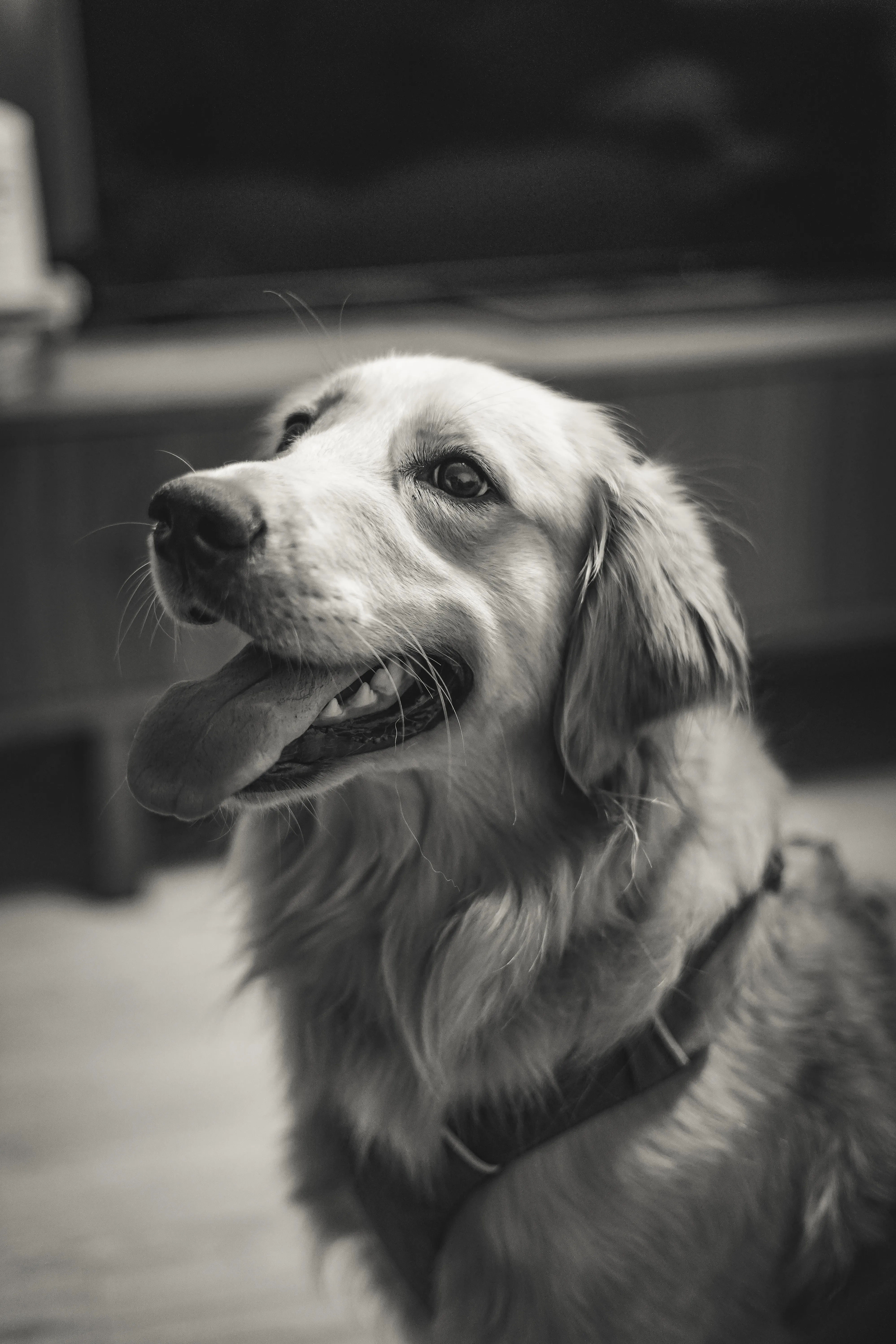 Pet portrait