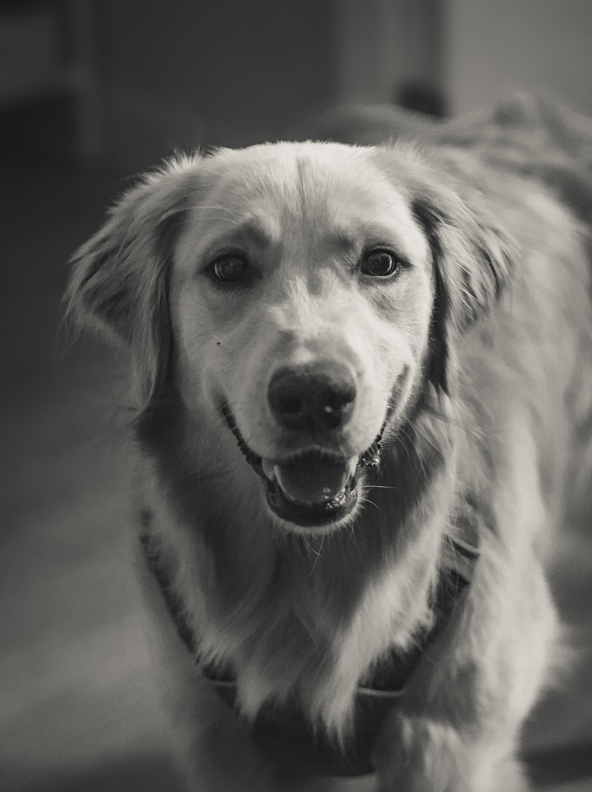 Pet portrait
