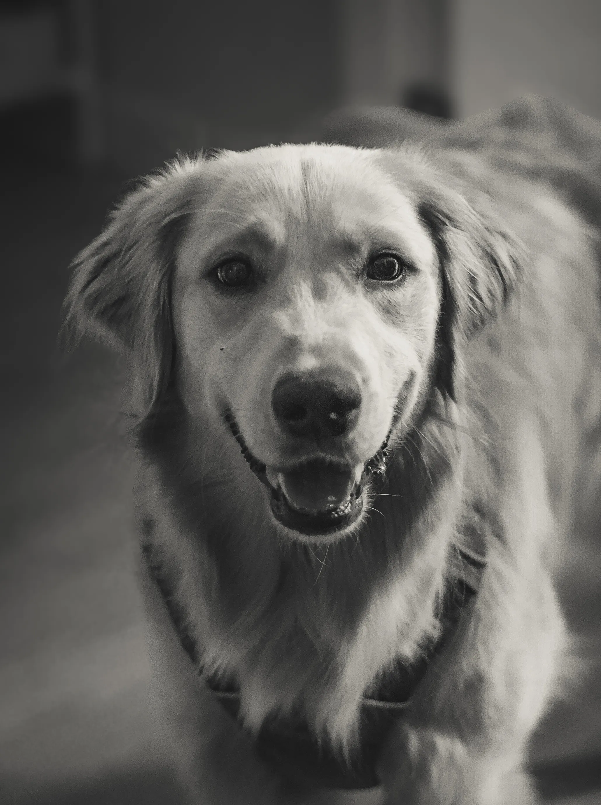 Pet portrait