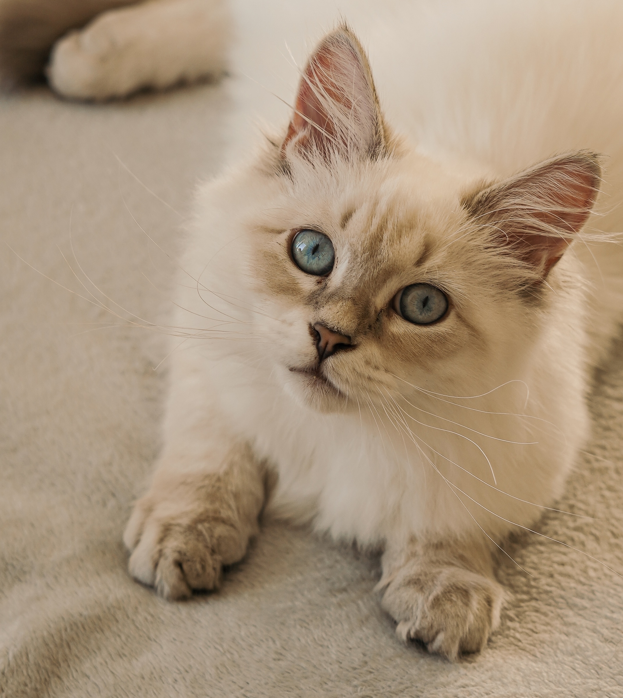 Pet portrait