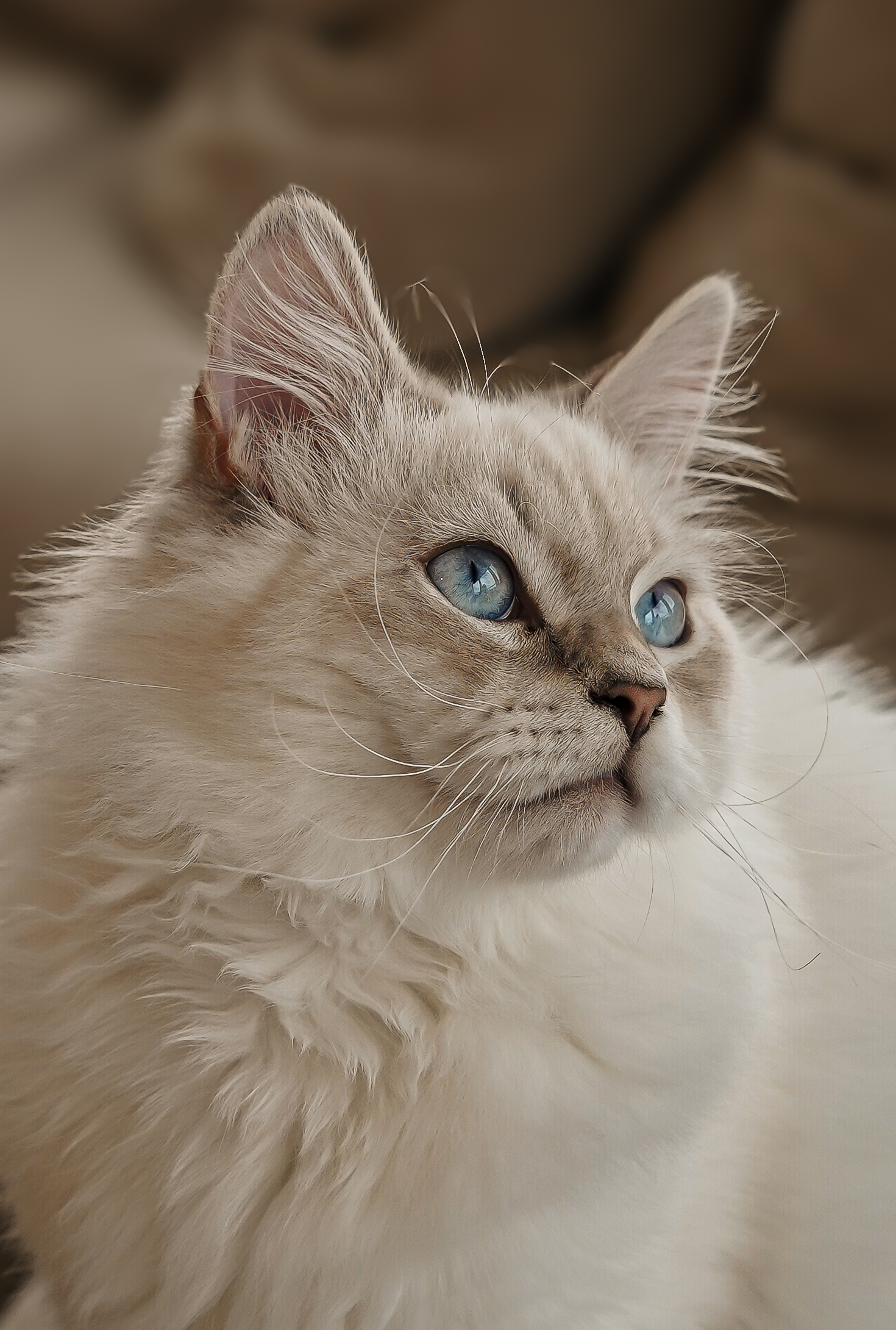 Pet Photography
