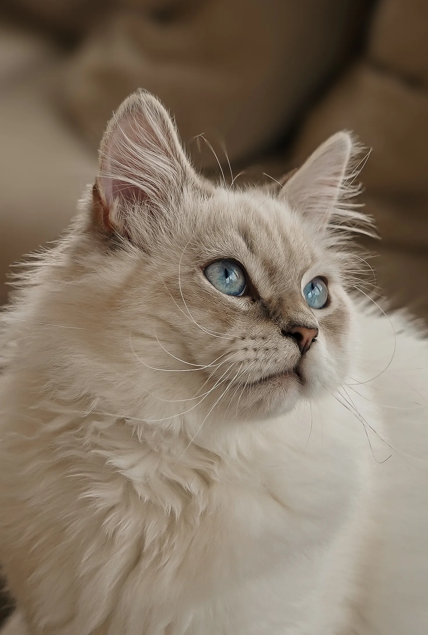 Pet portrait