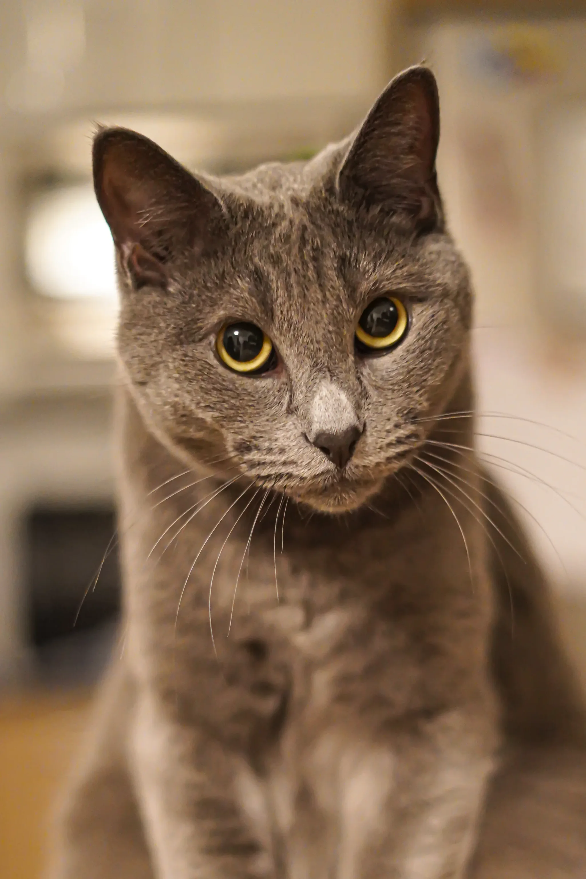 Pet portrait 2