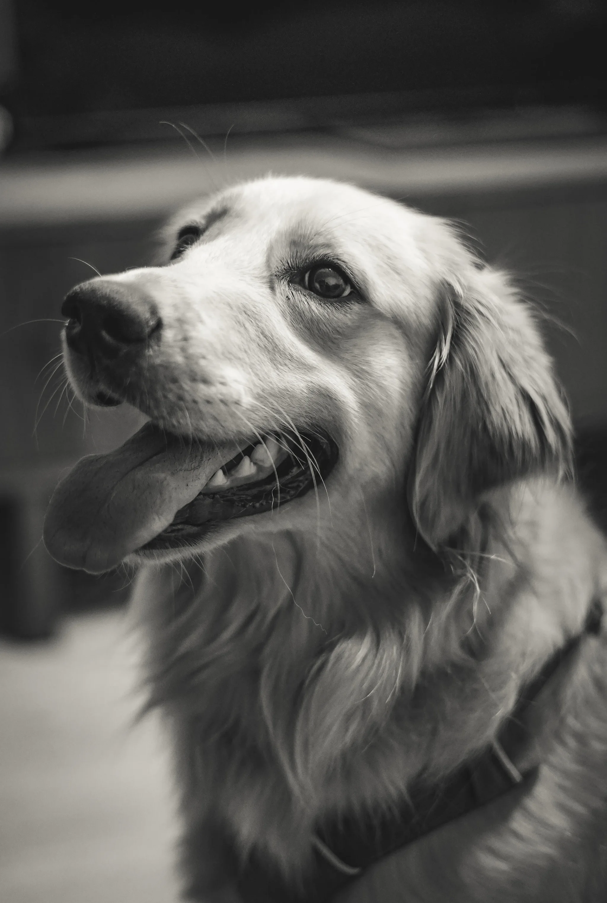 Pet portrait 4