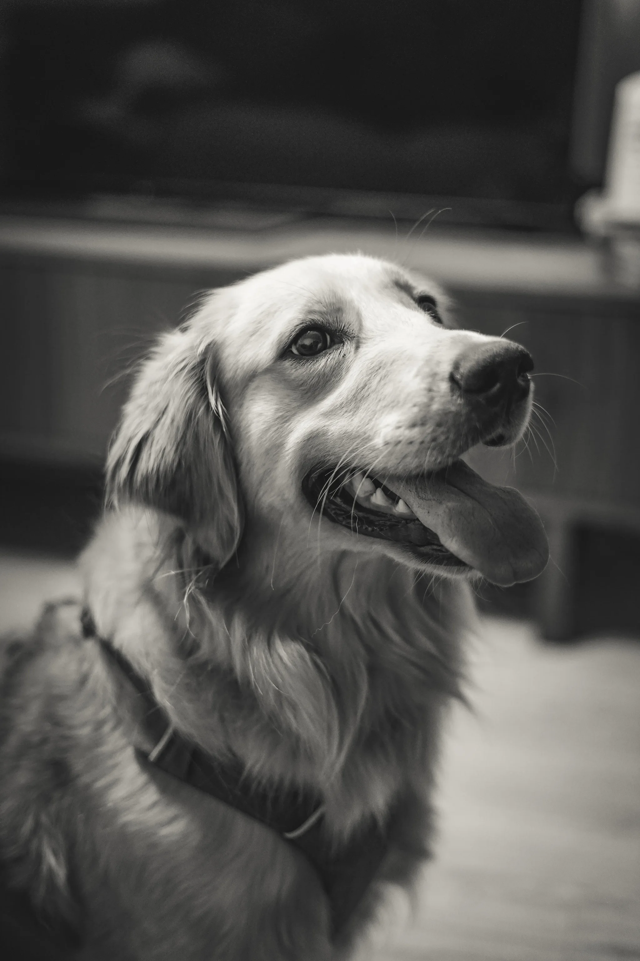Pet portrait 5