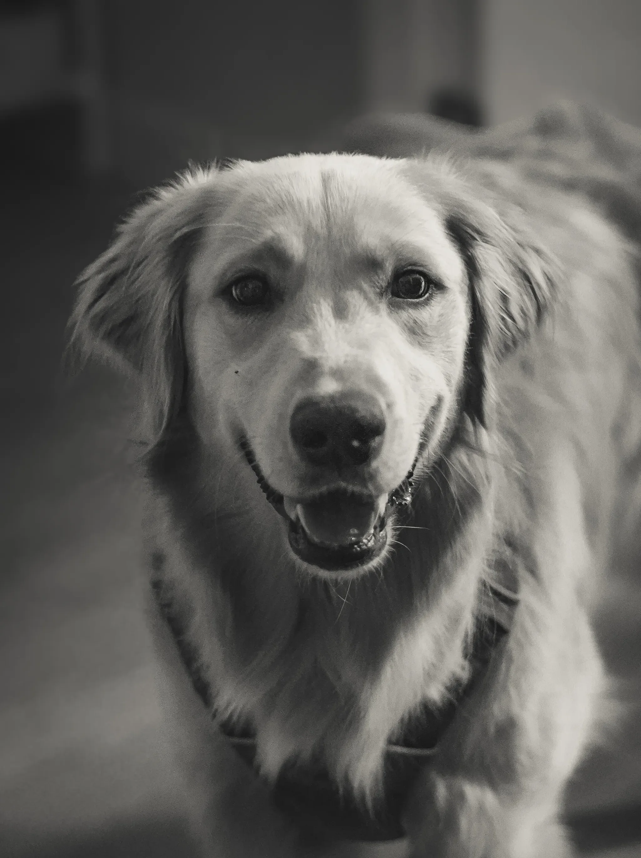 Pet portrait 6