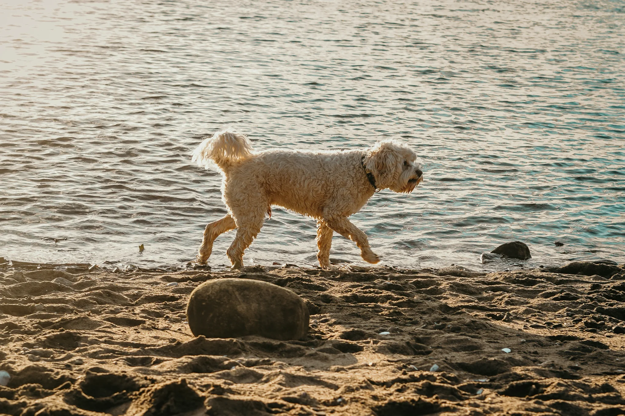 Pet portrait 7