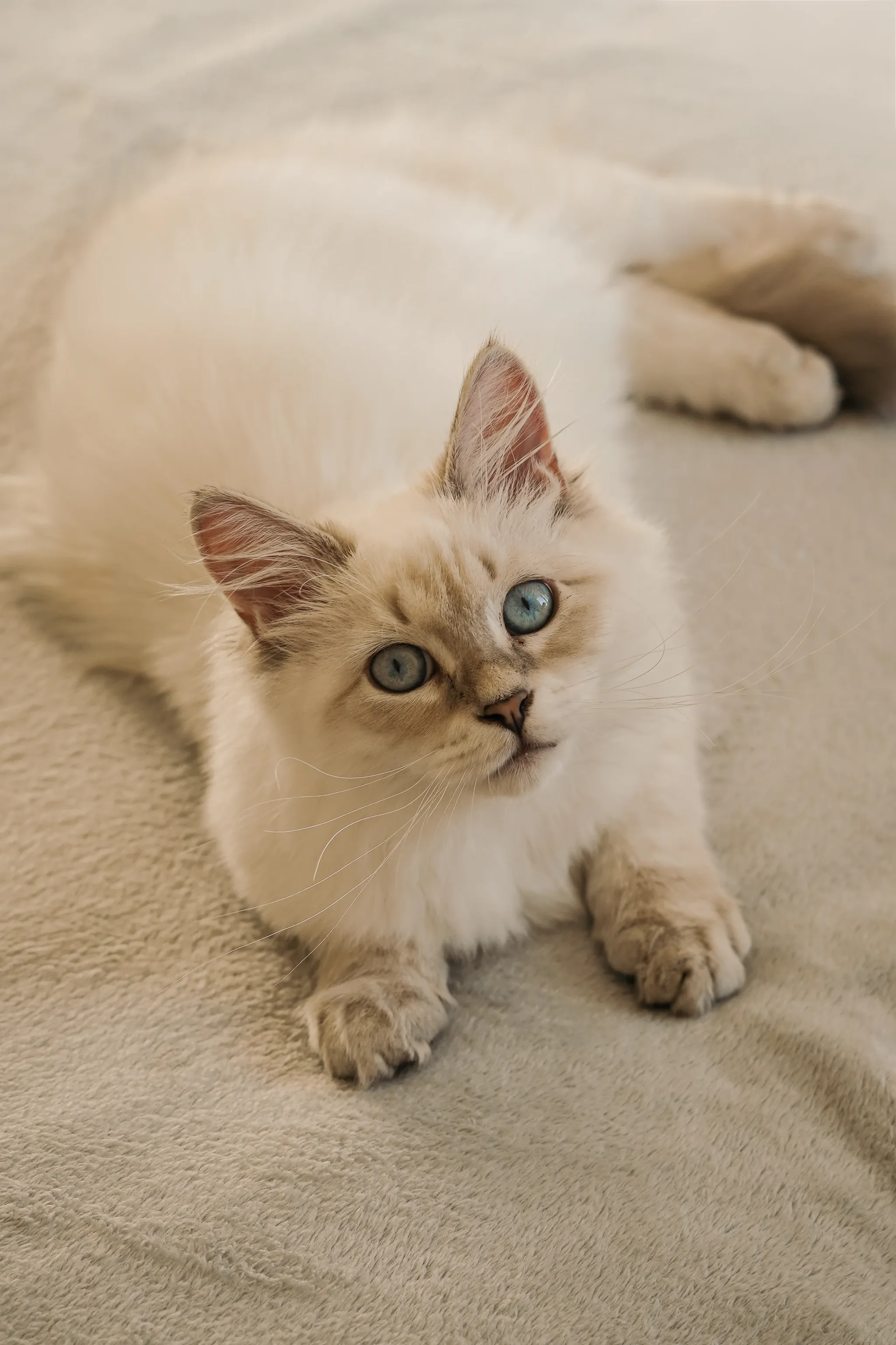Pet portrait 9