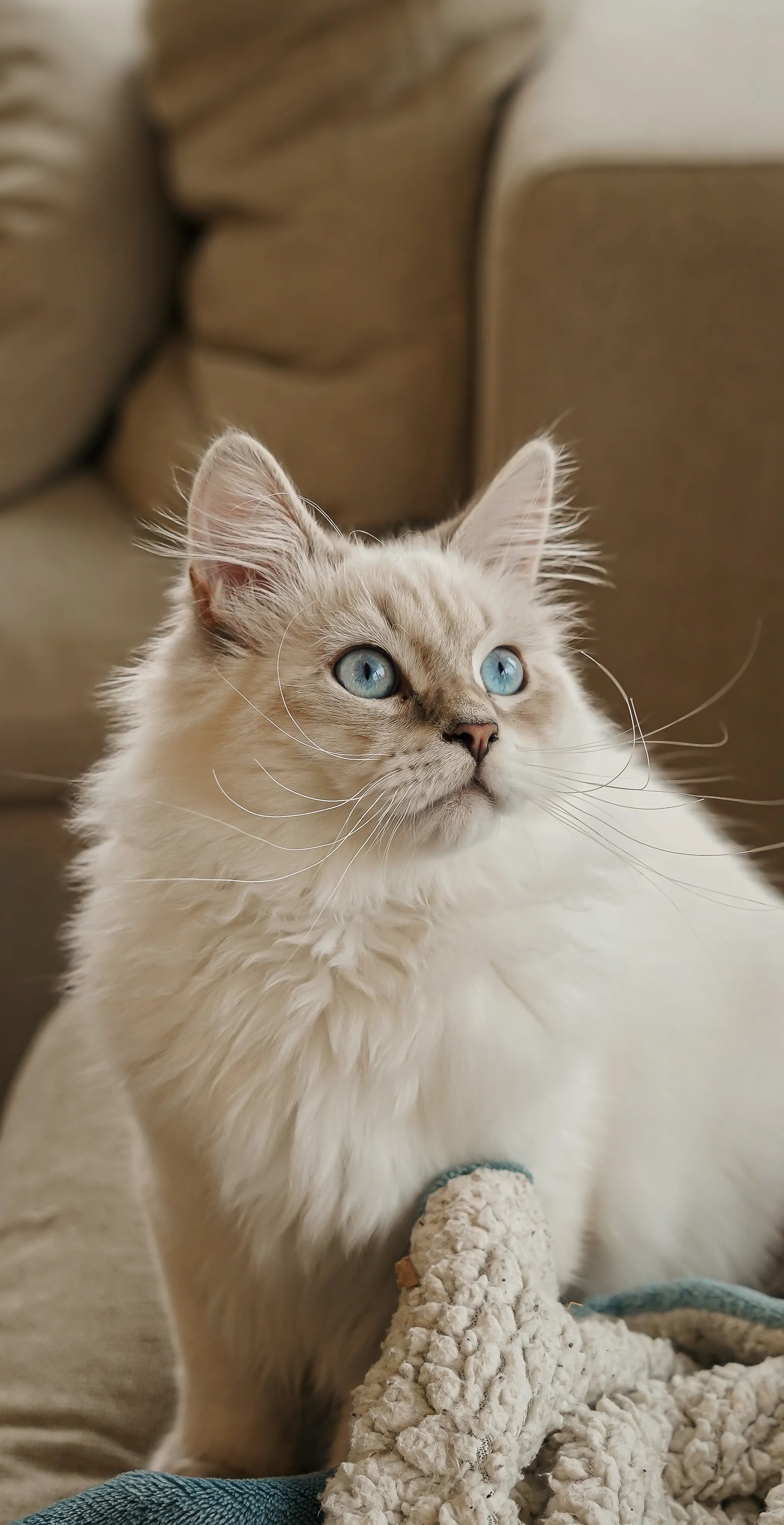 Pet portrait 12