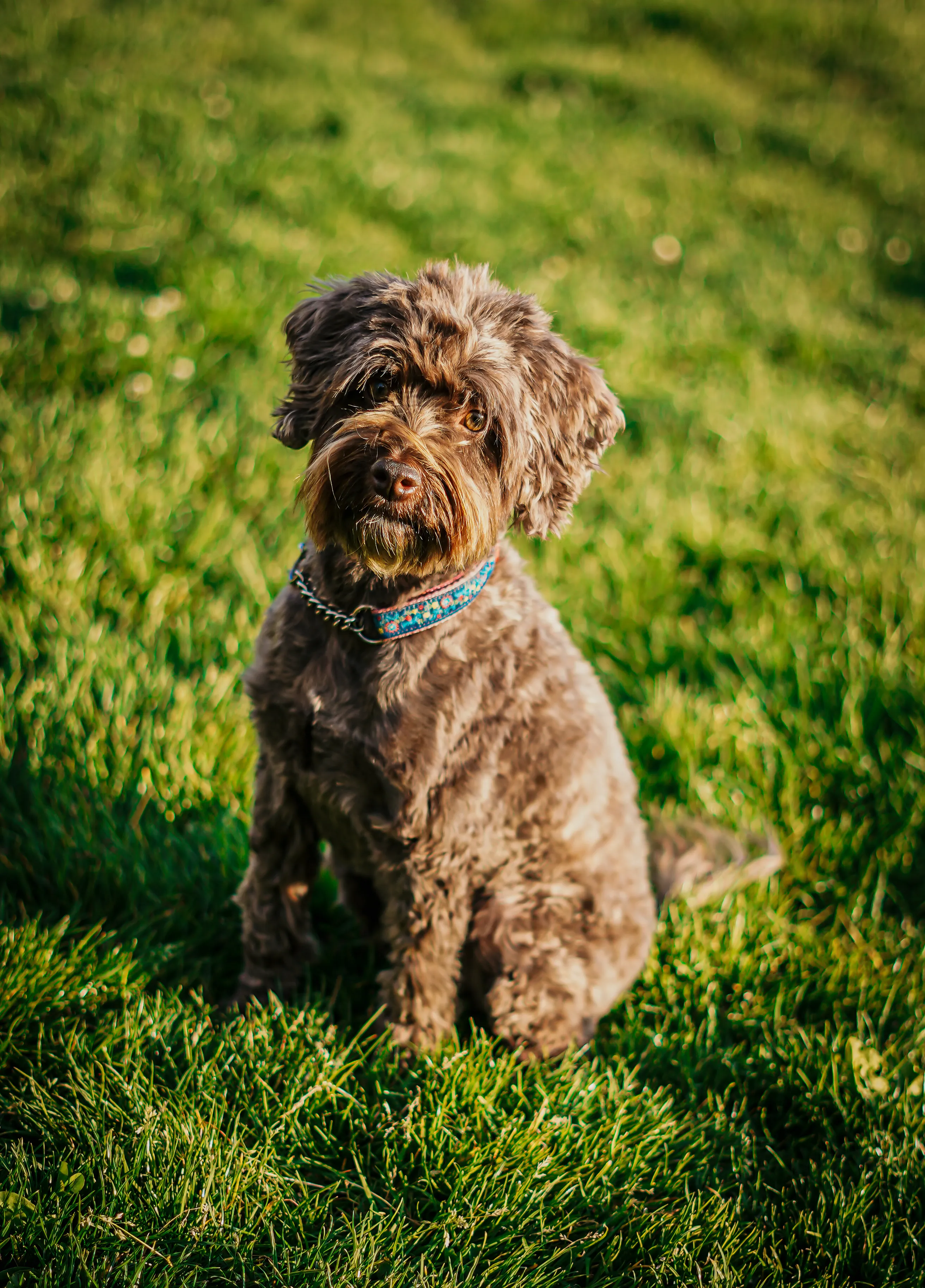 Pet portrait