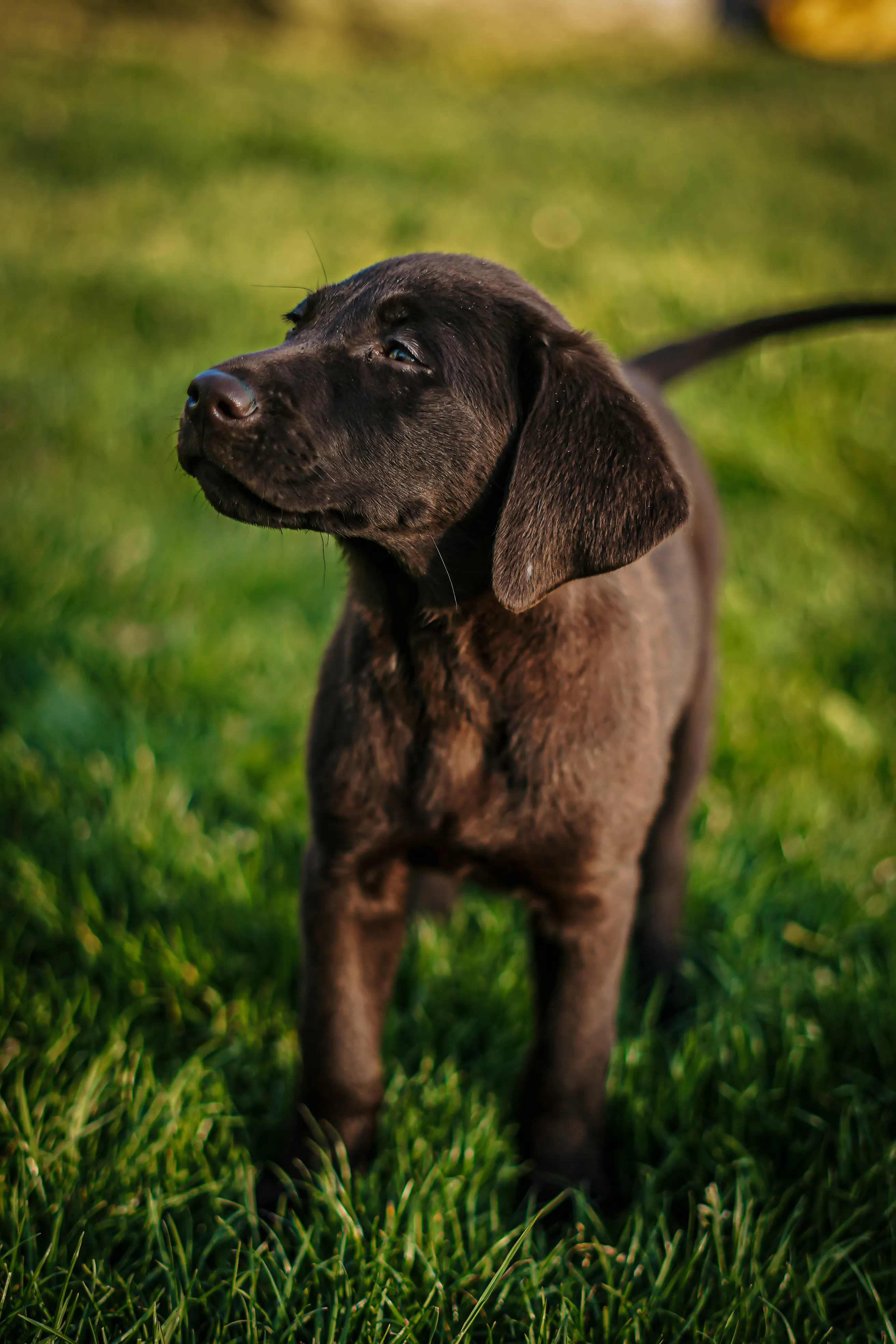 Pet portrait