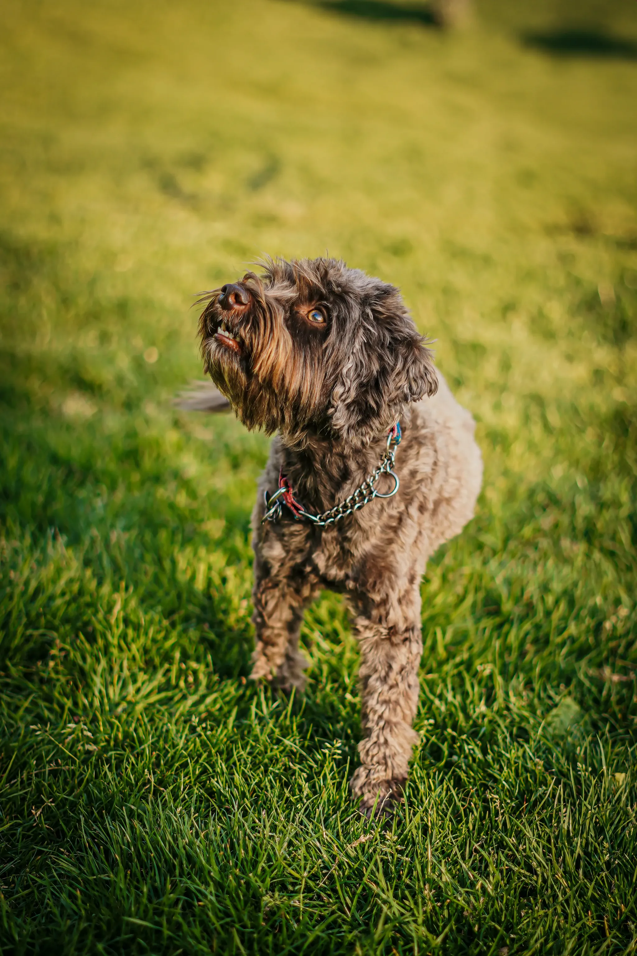 Pet portrait 20