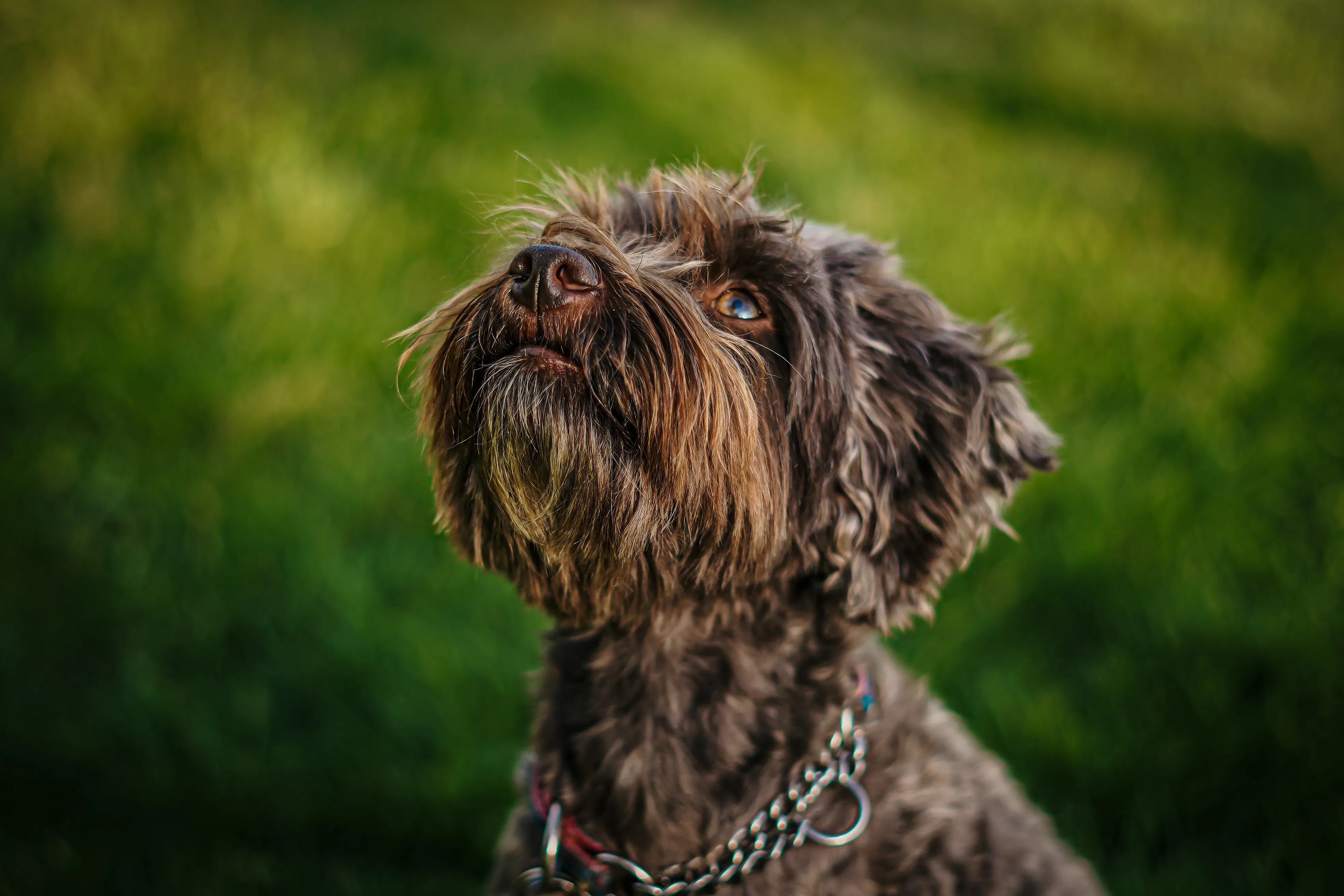 Happy dog portrait