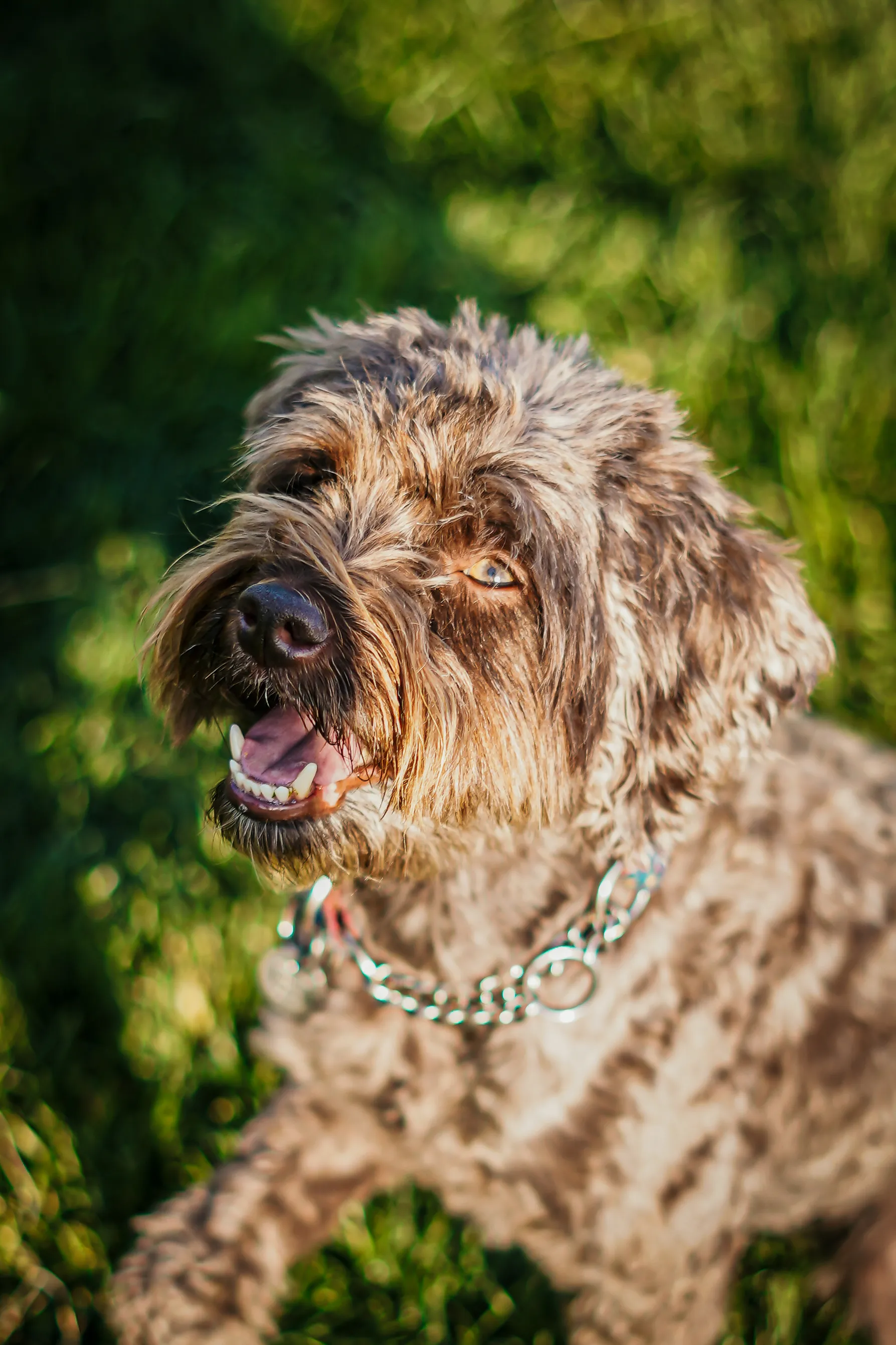 Pet portrait 22
