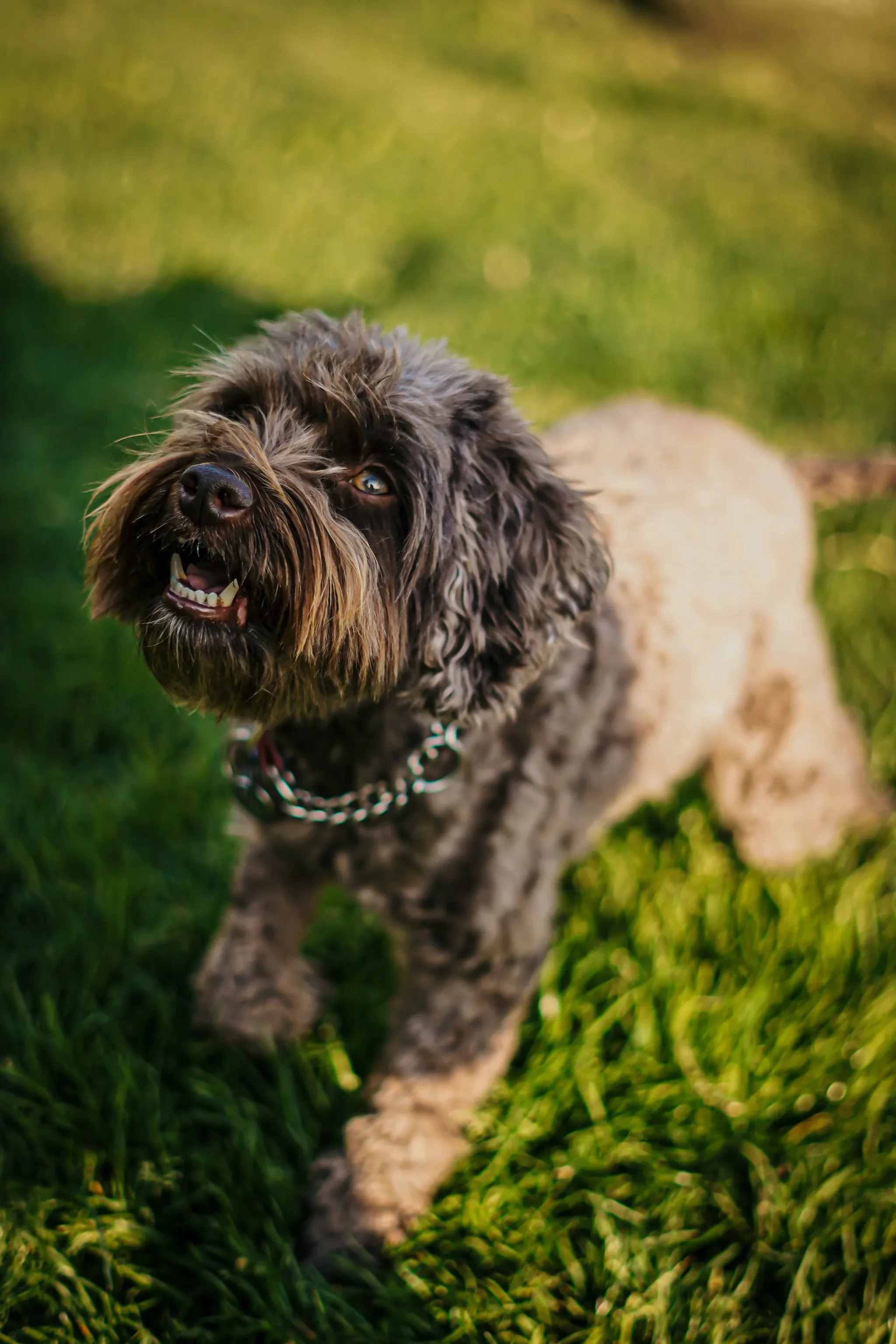 Pet portrait 23