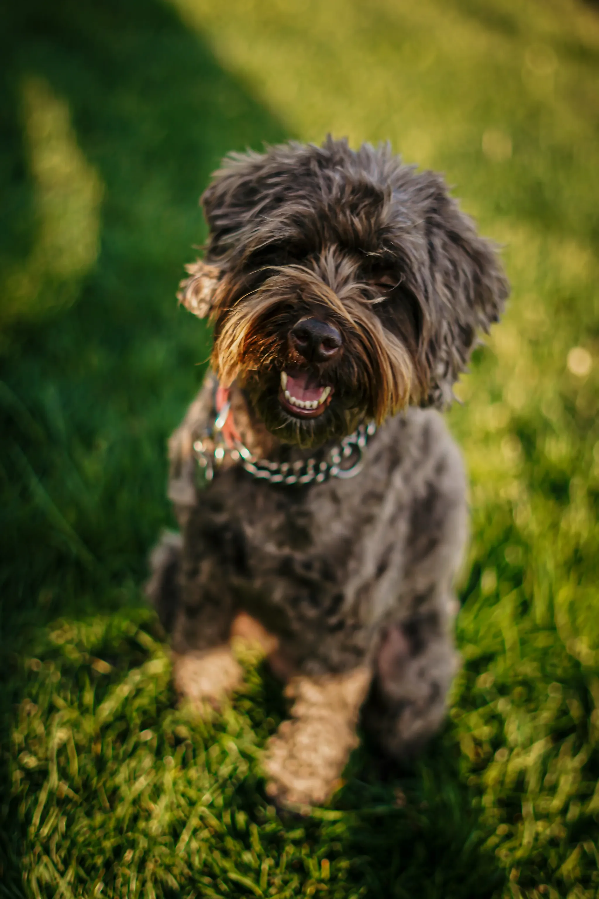 Pet portrait 24