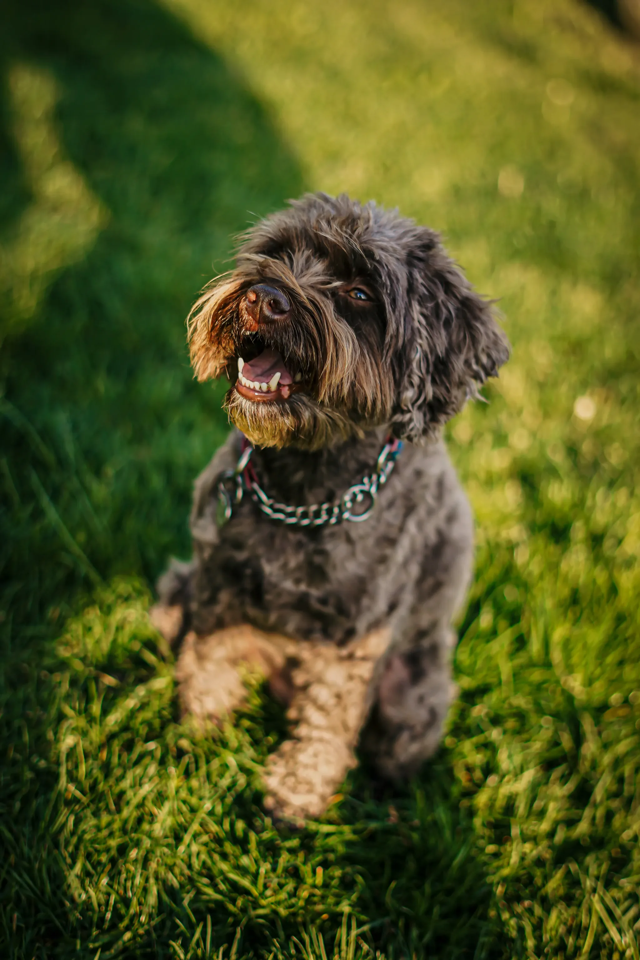 Pet portrait 25