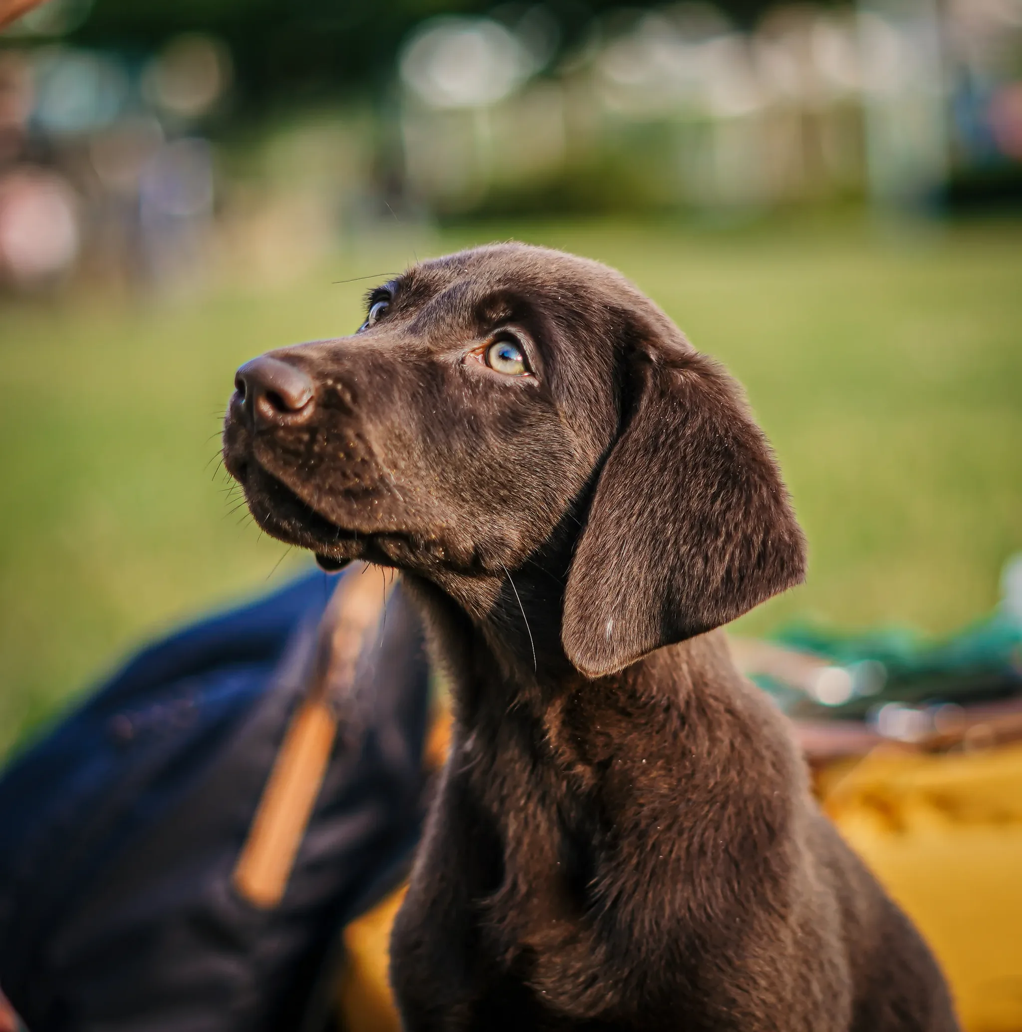 Pet portrait 28