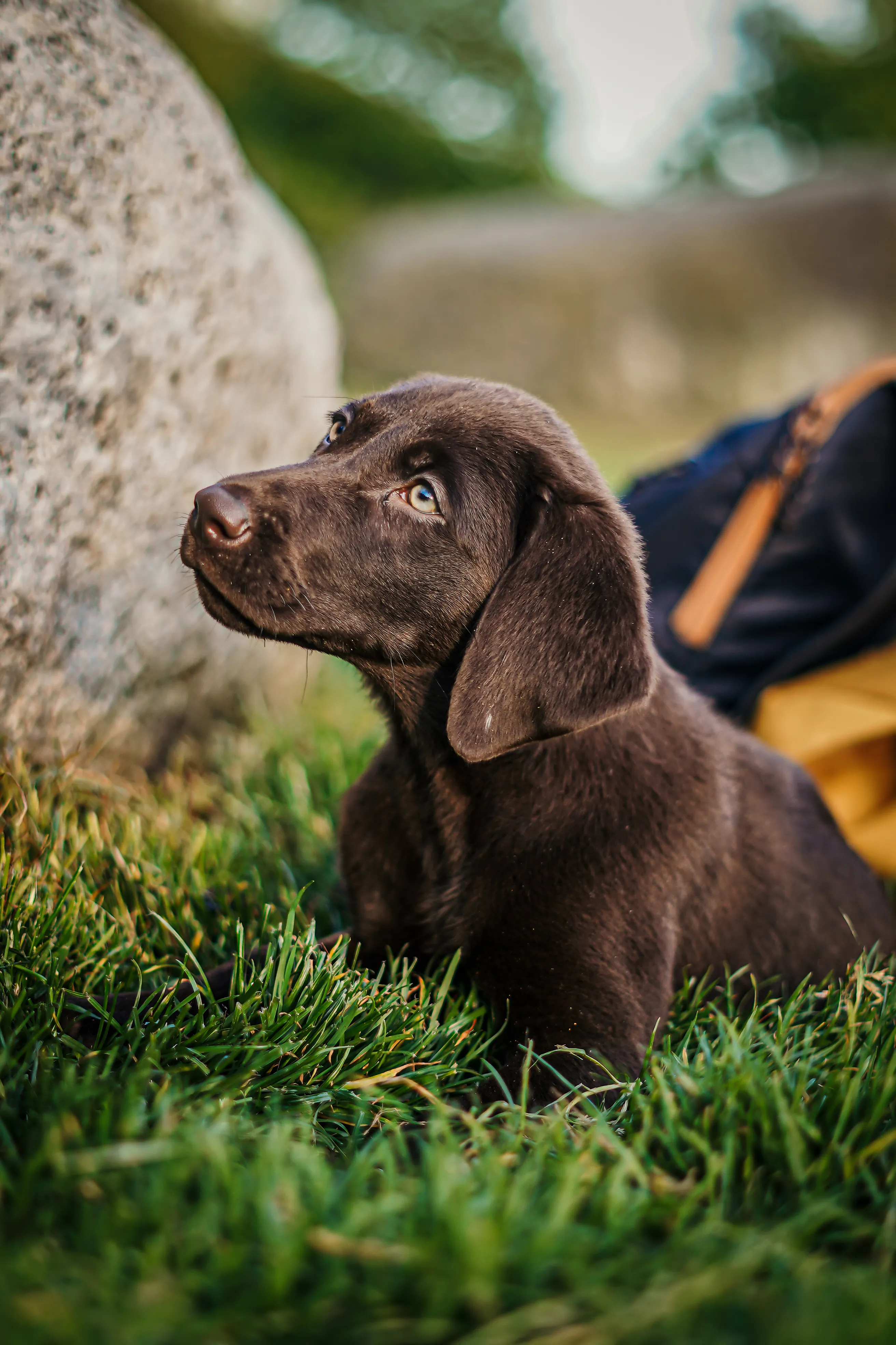 Pet portrait