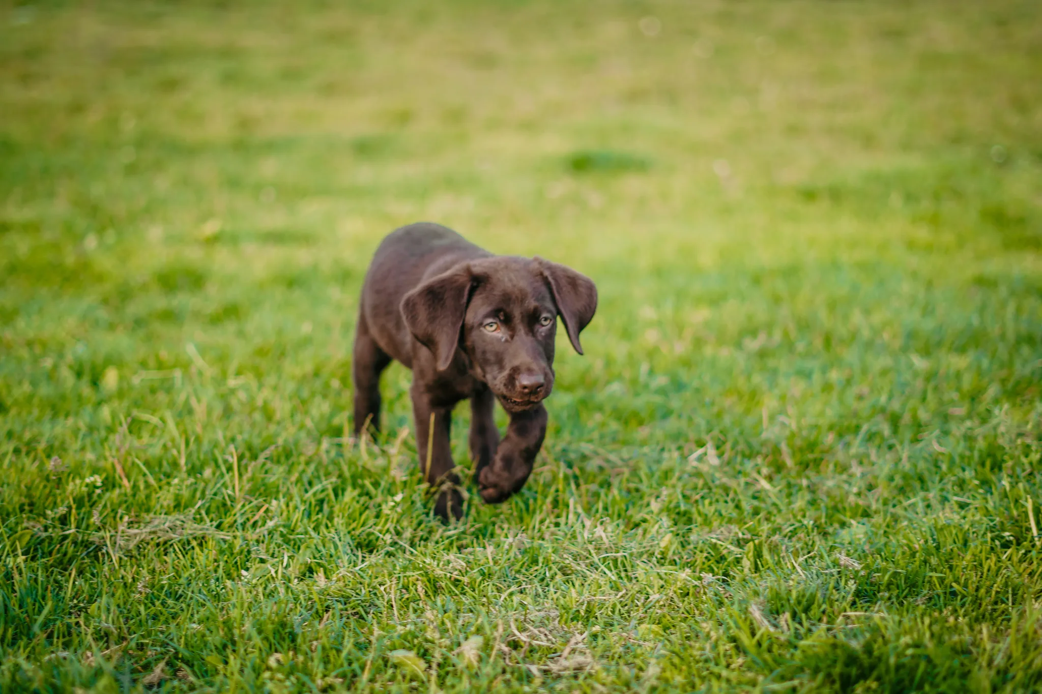 Pet portrait 32