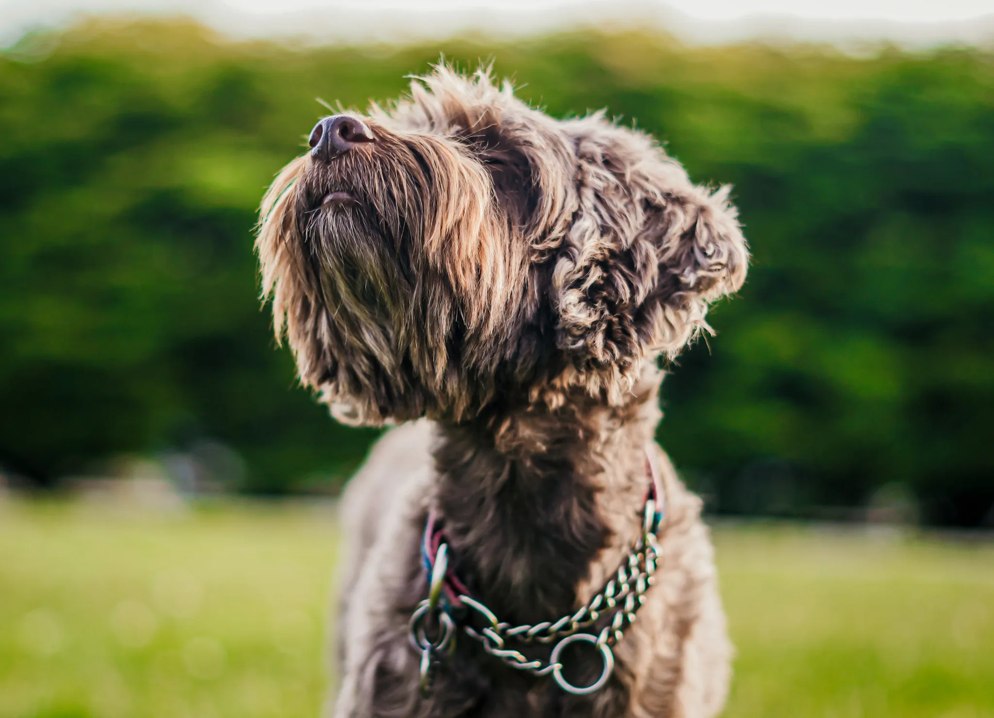 Pet portrait 36