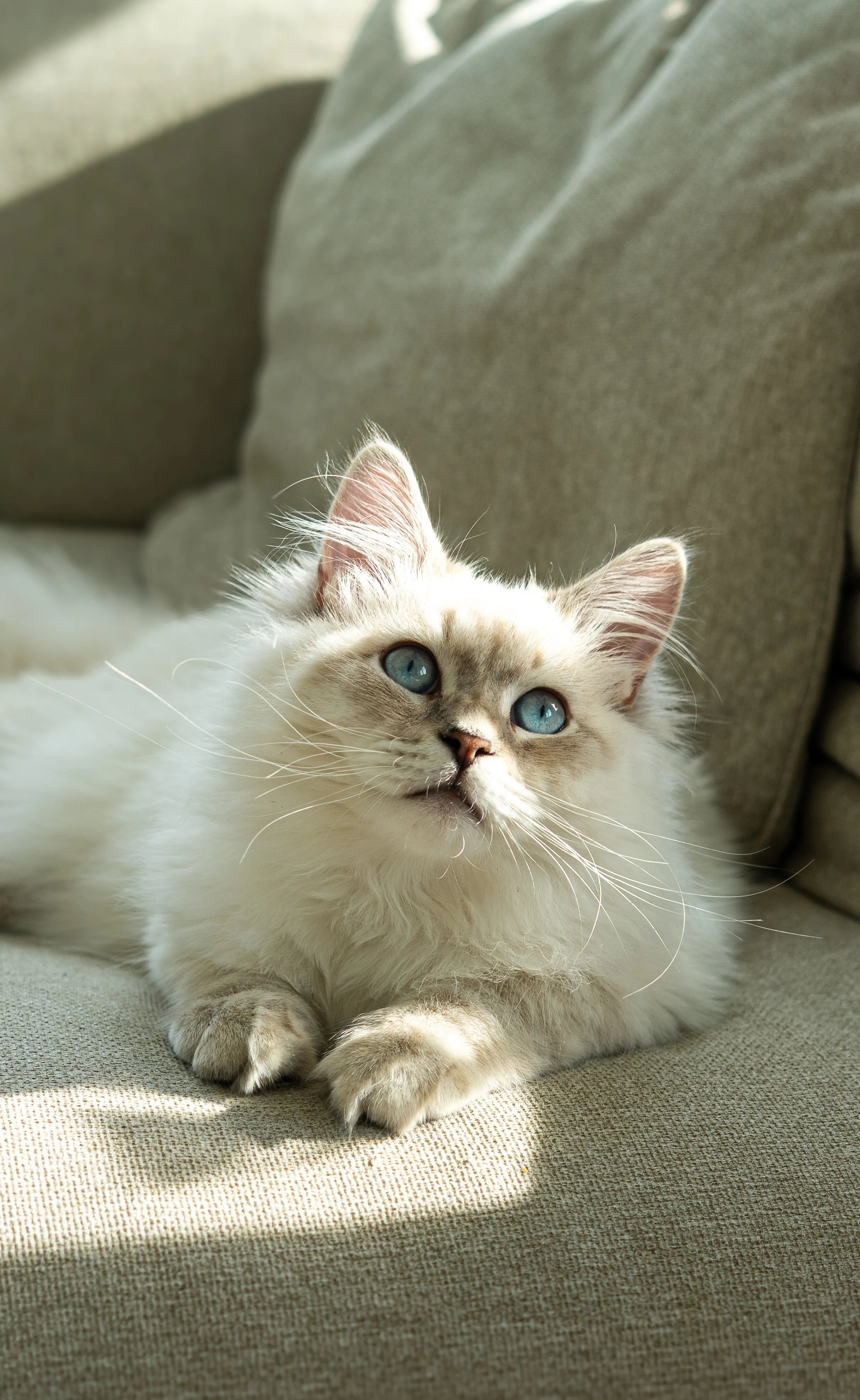 Pet portrait