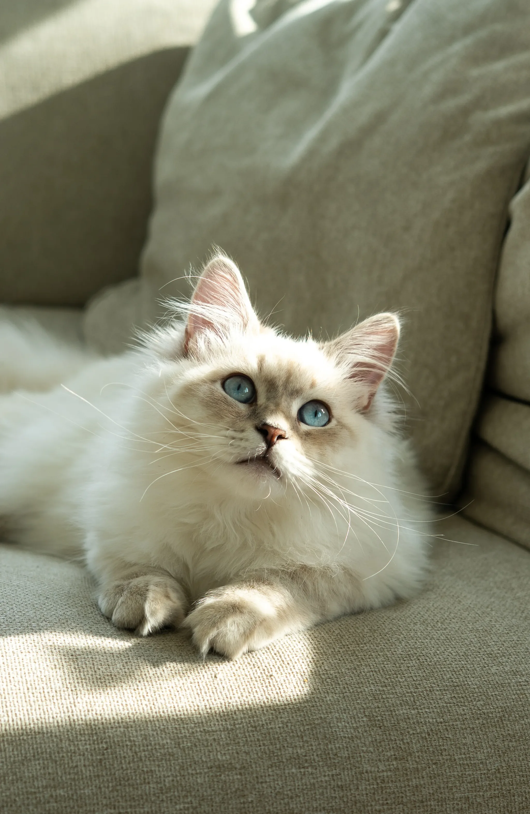 Pet portrait 38