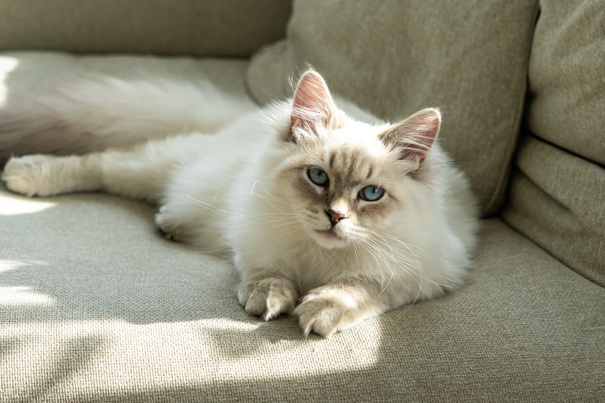 Pet portrait 39