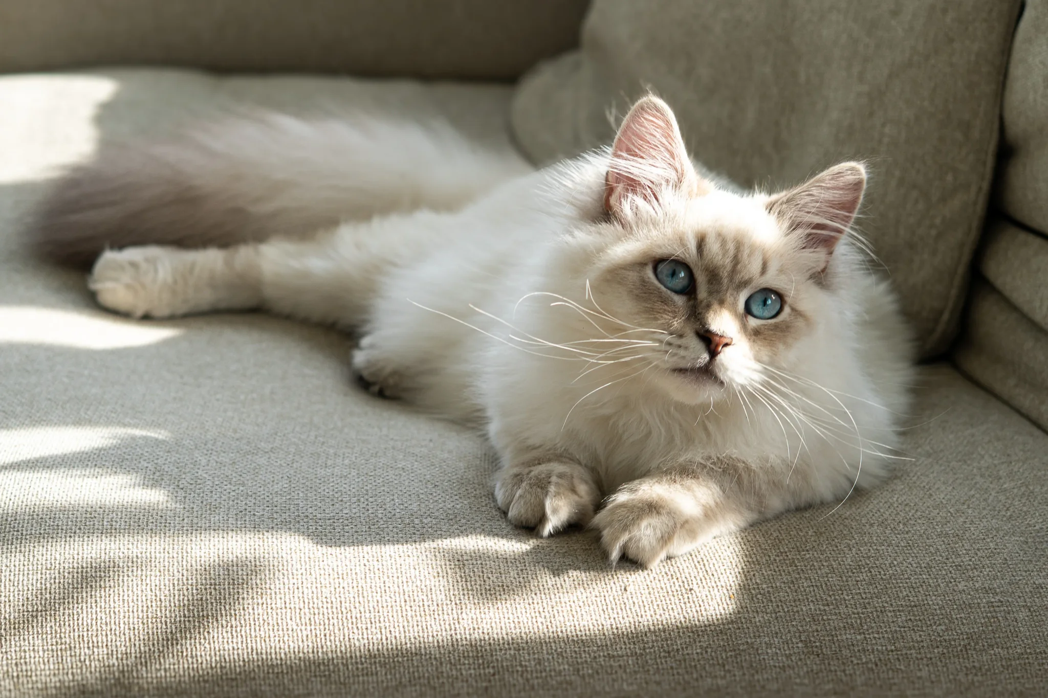 Pet portrait 40