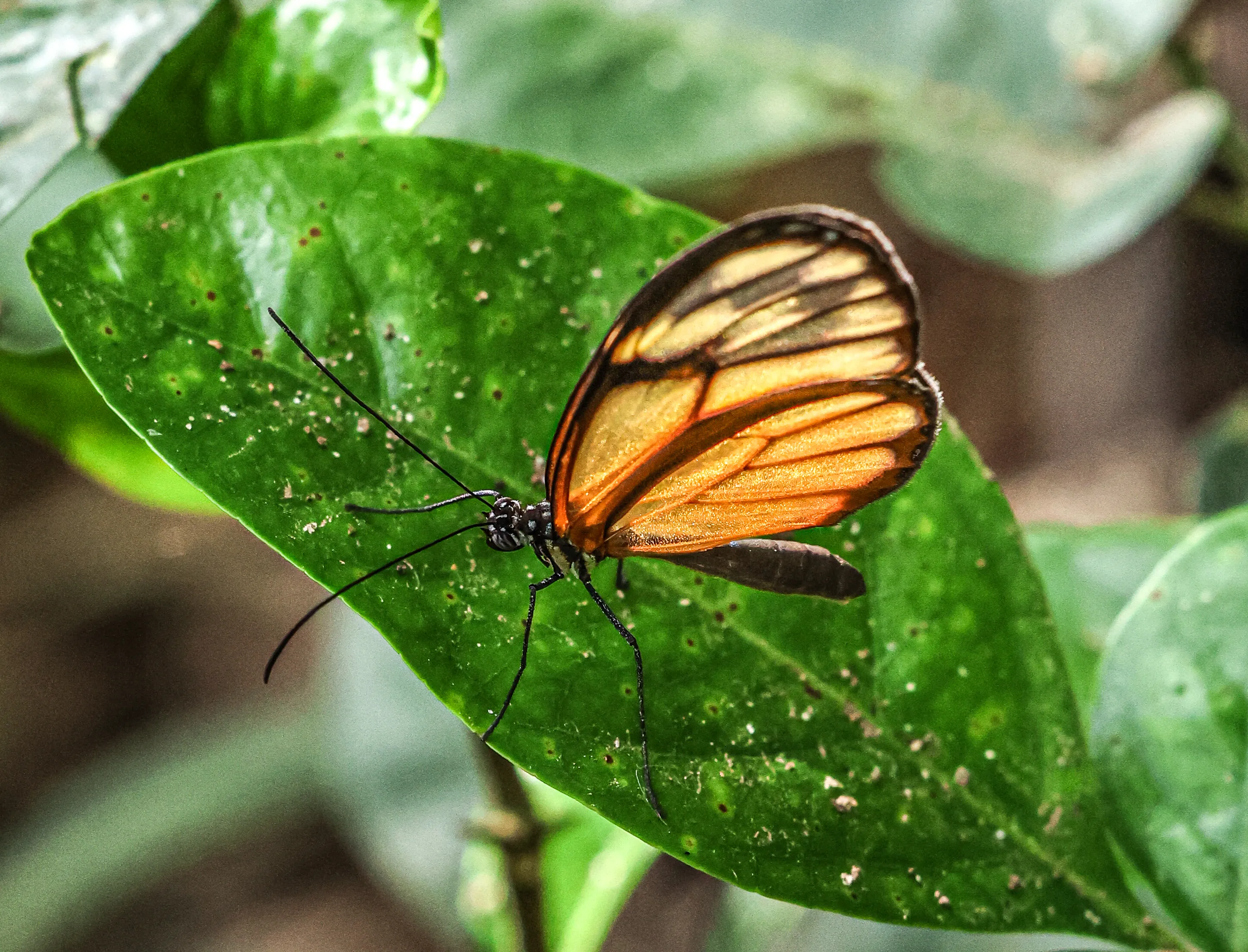 Wildlife photo