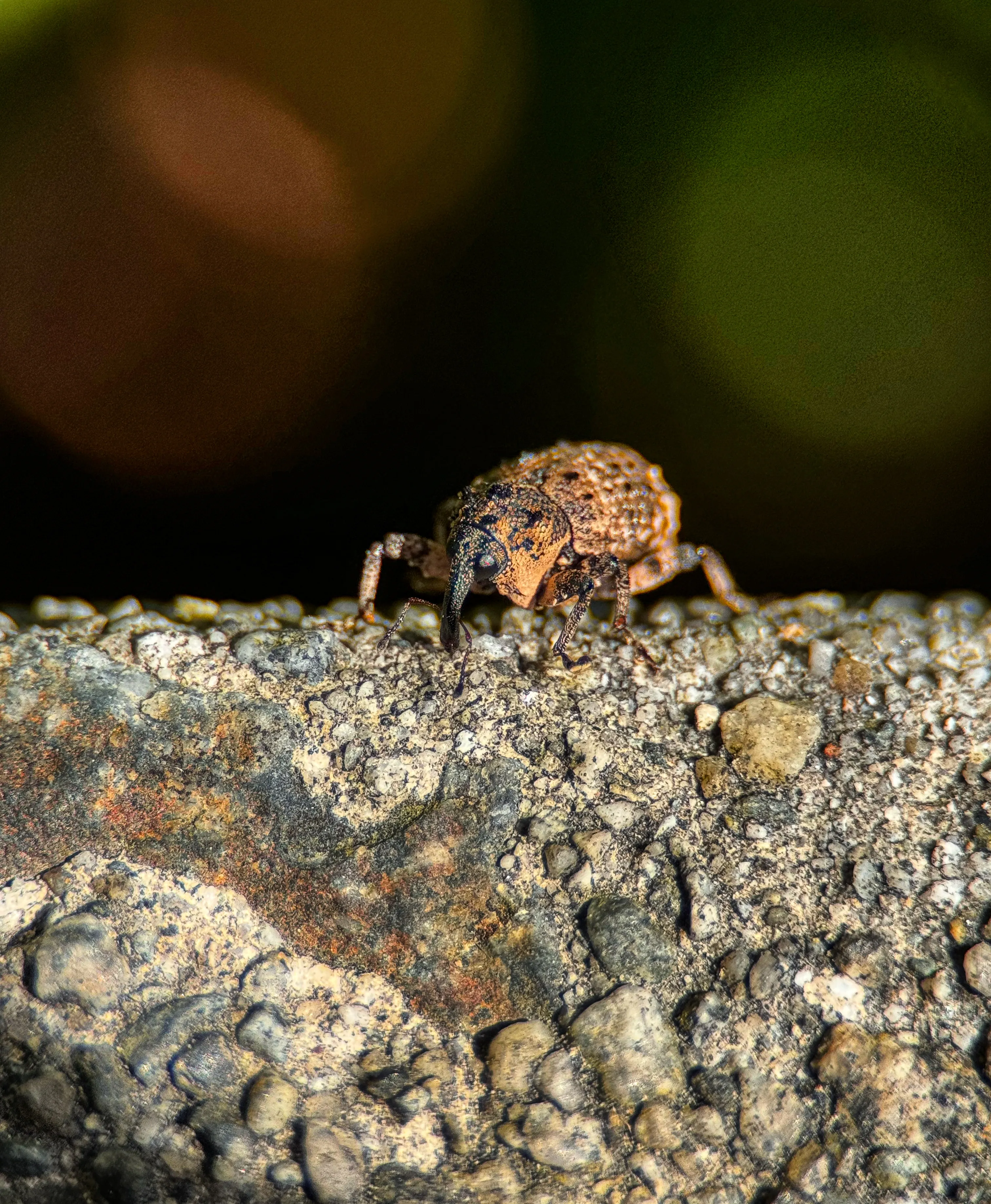 Wildlife photo