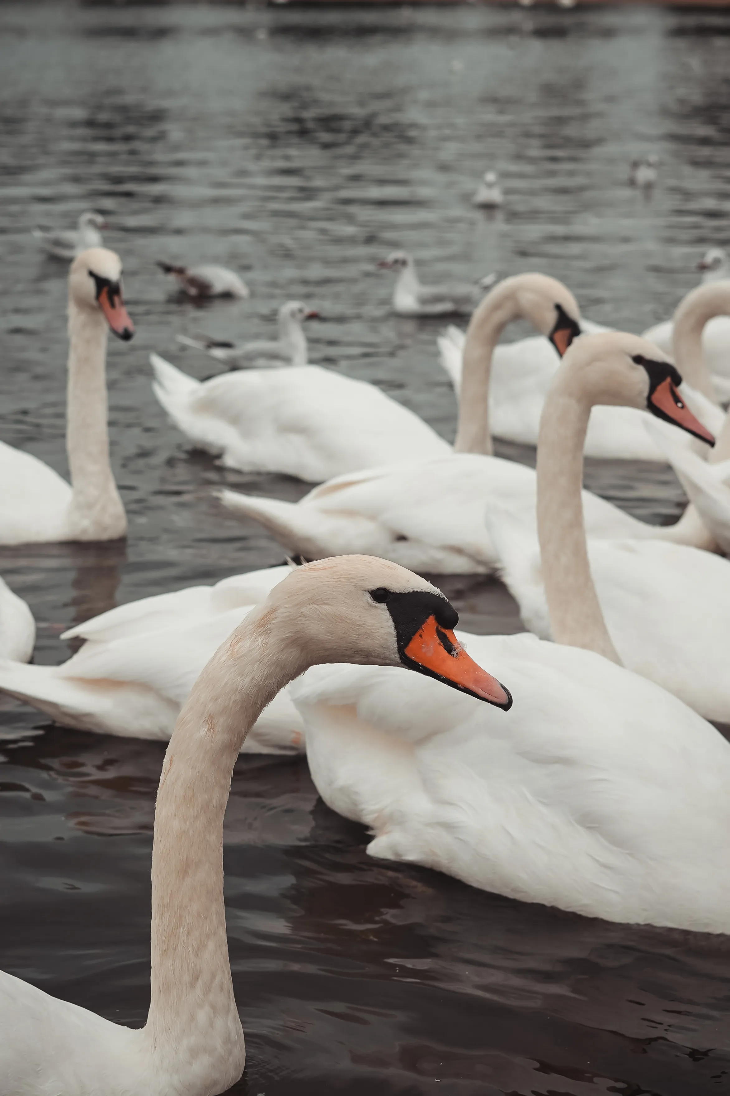 Wildlife photo