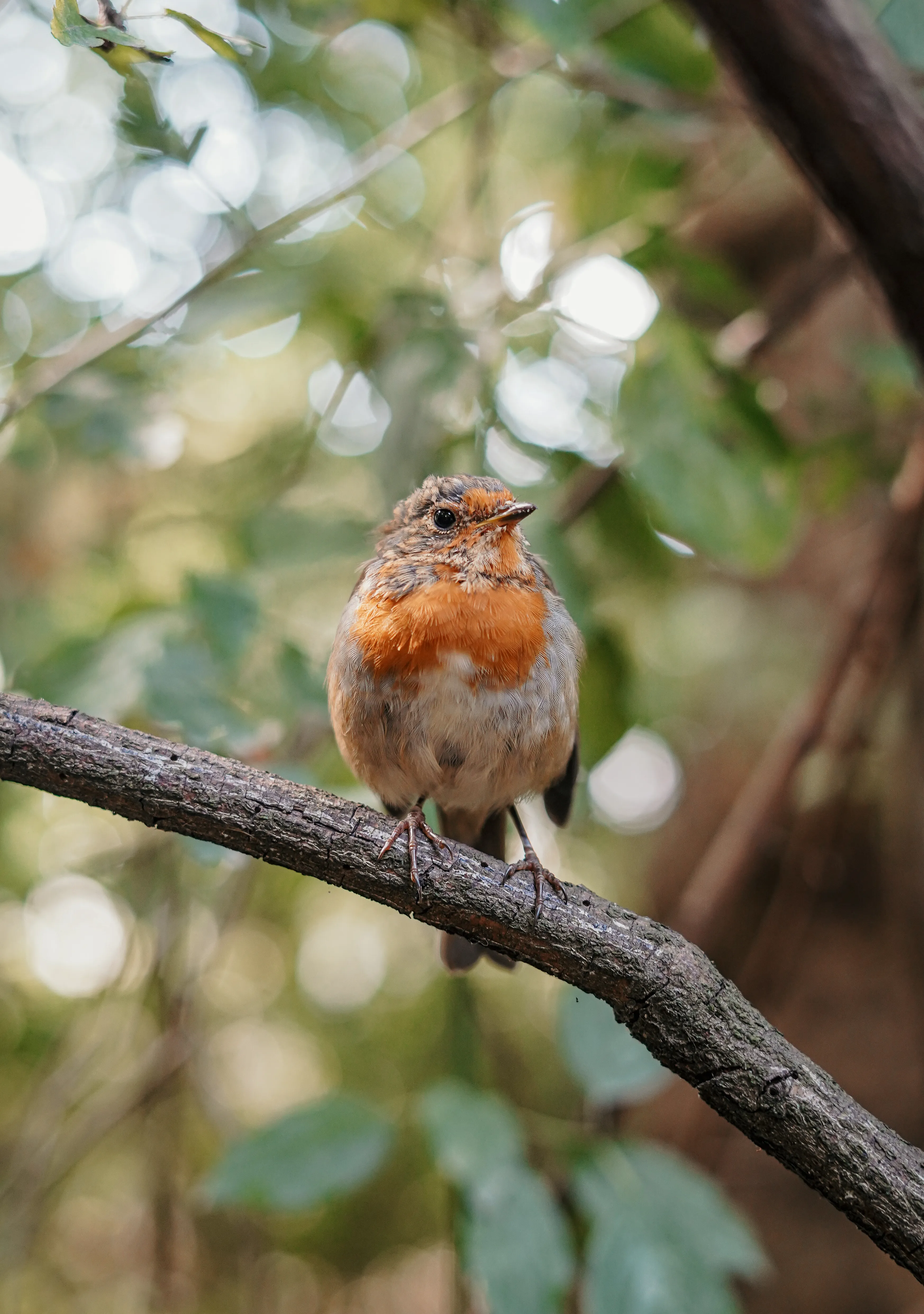 Wildlife photo