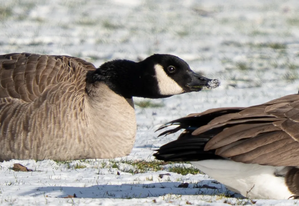 Wildlife photo
