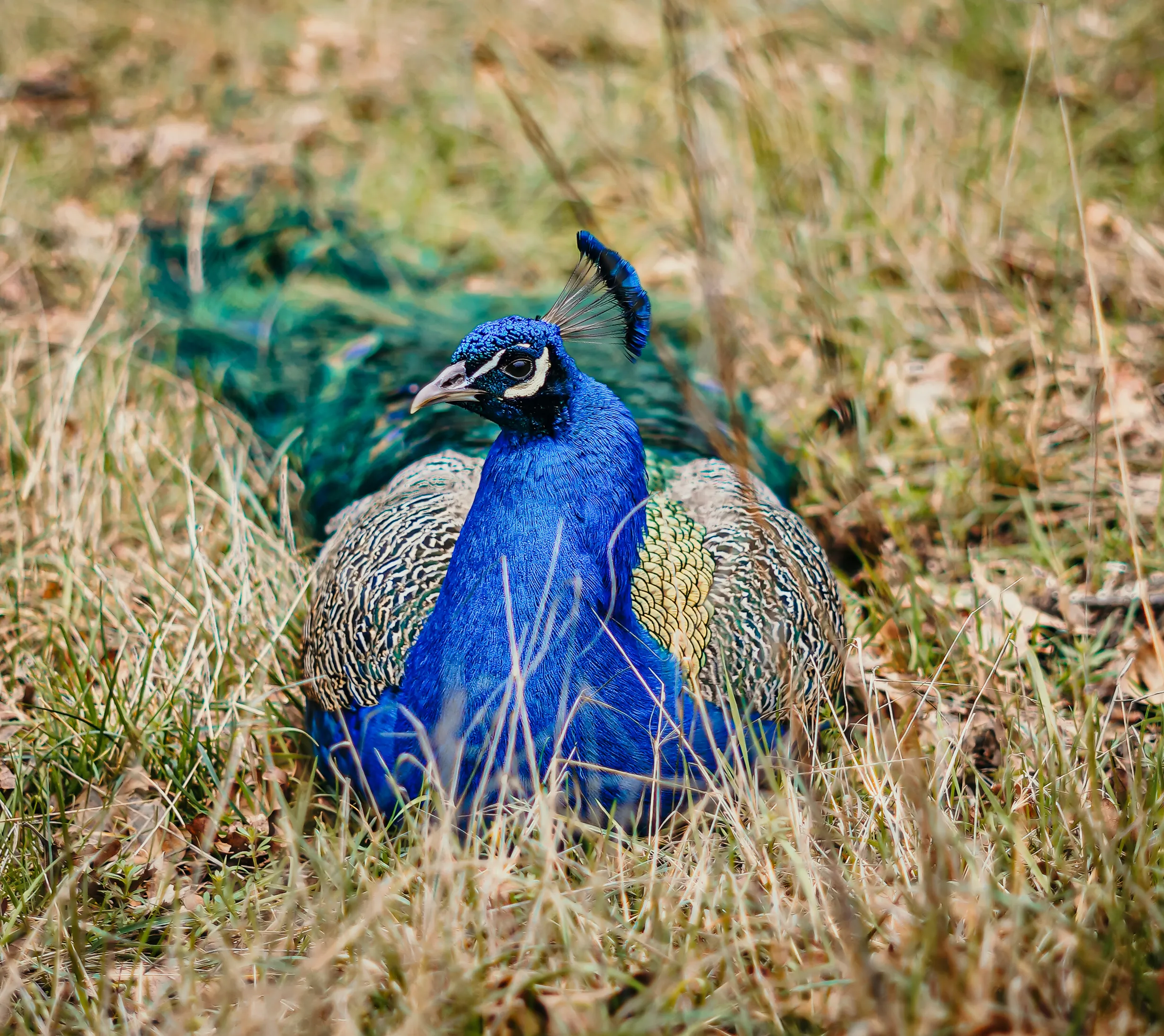Wildlife photo