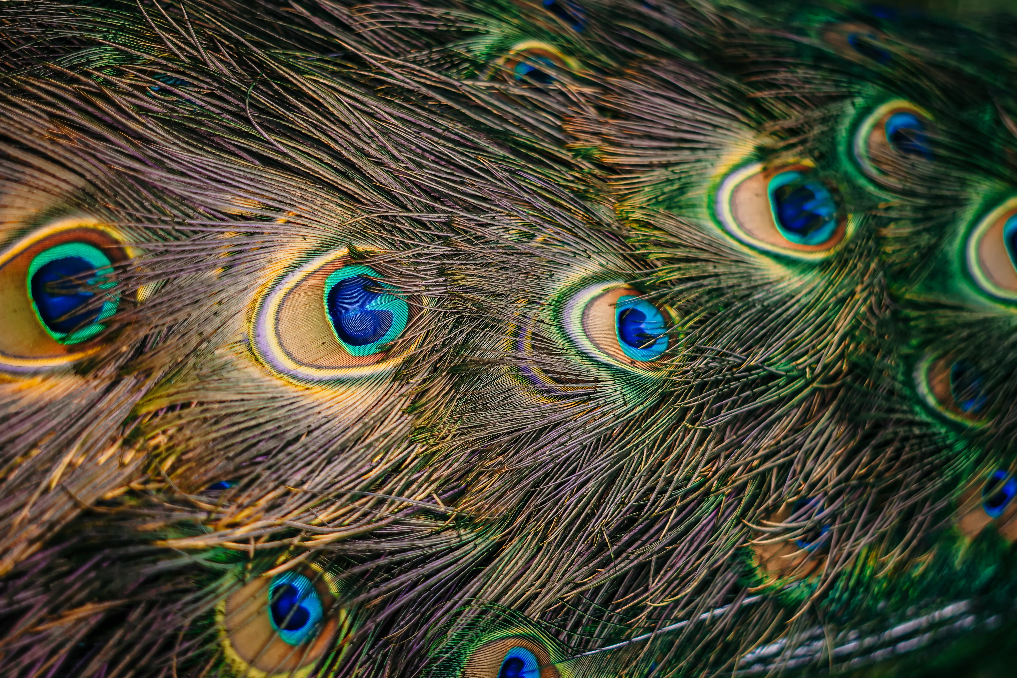 Wildlife photo