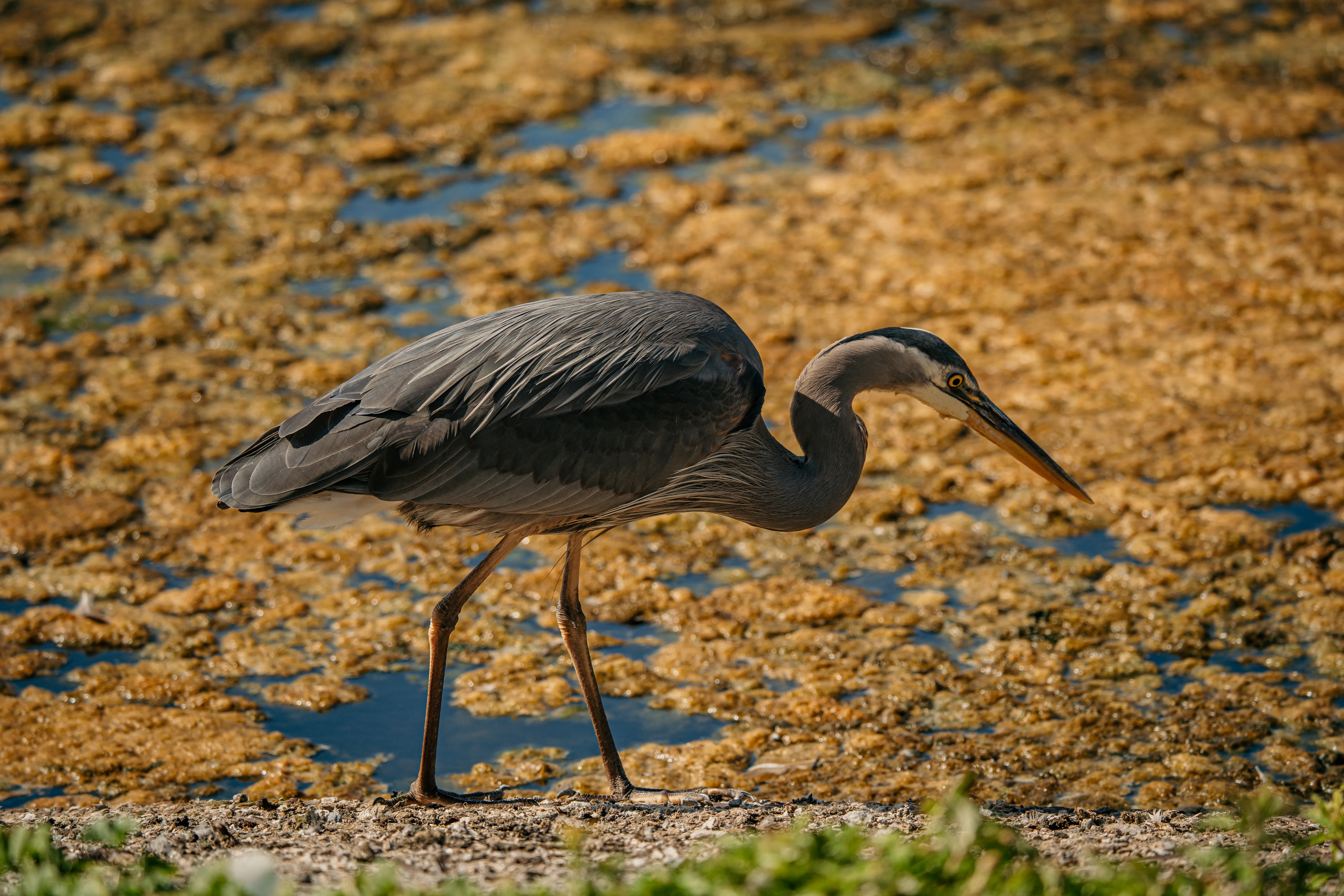 Wildlife photo
