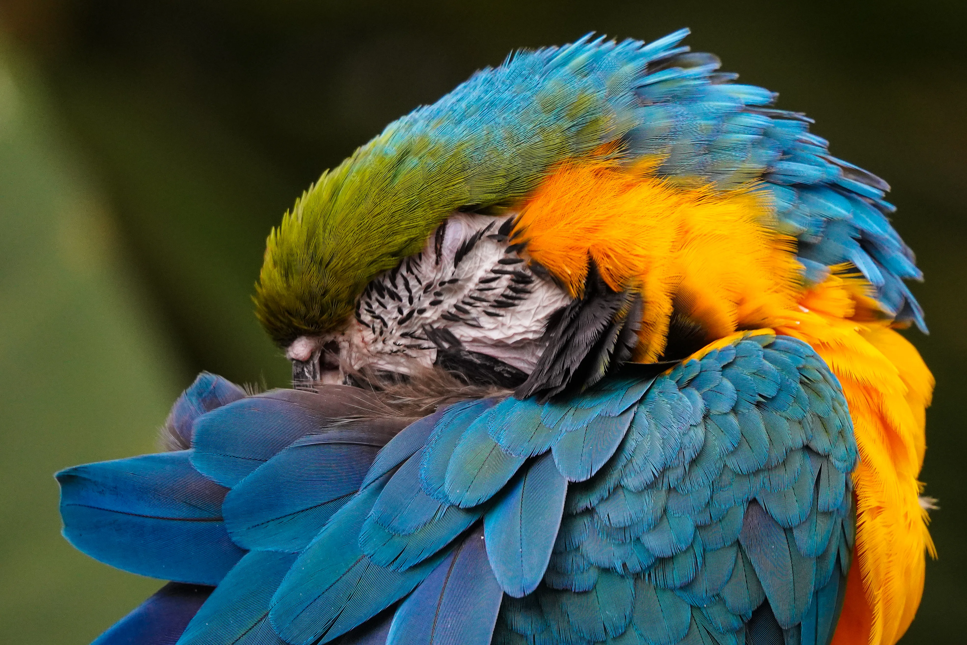 Wildlife photo