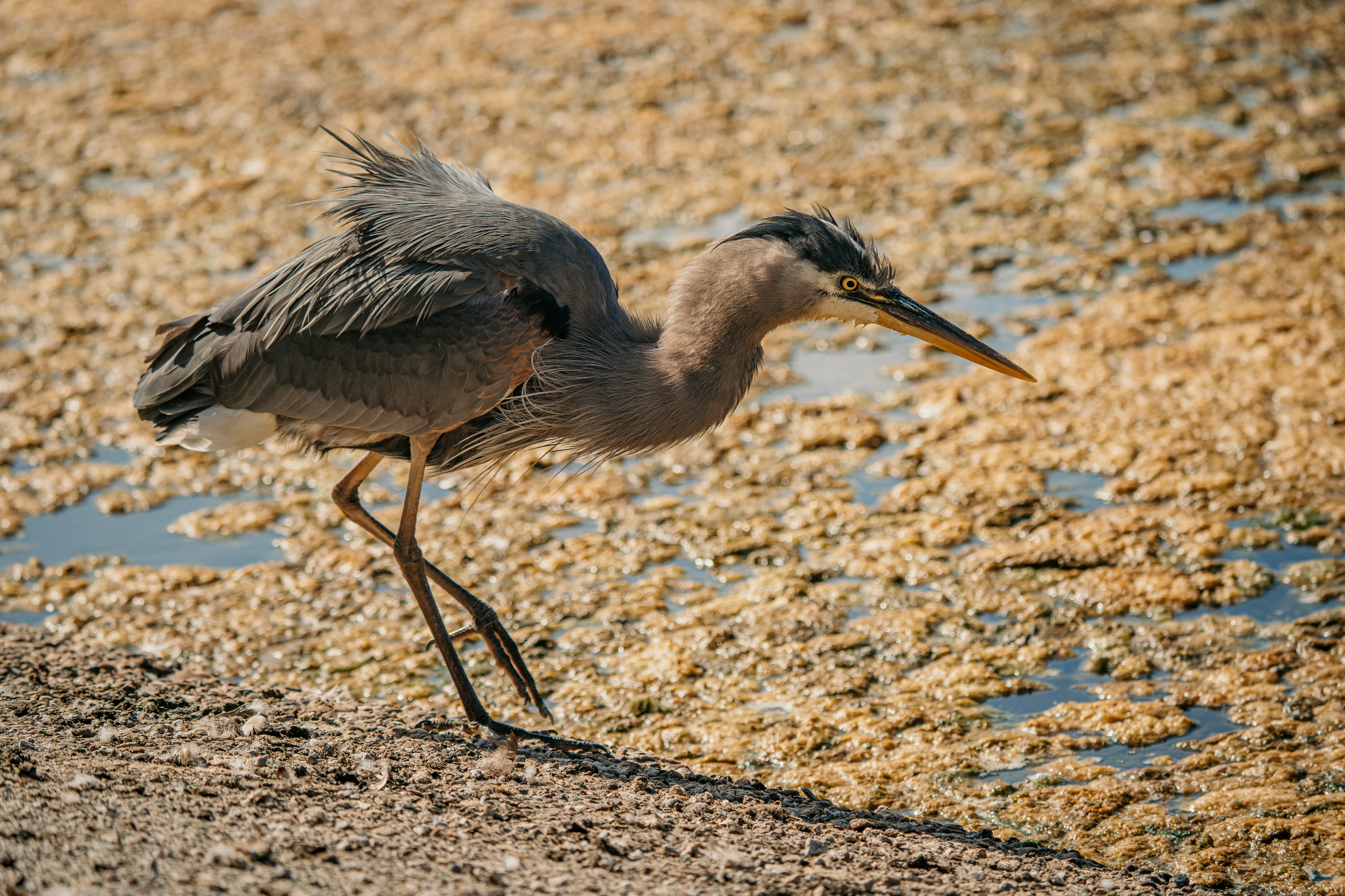 Wildlife photo