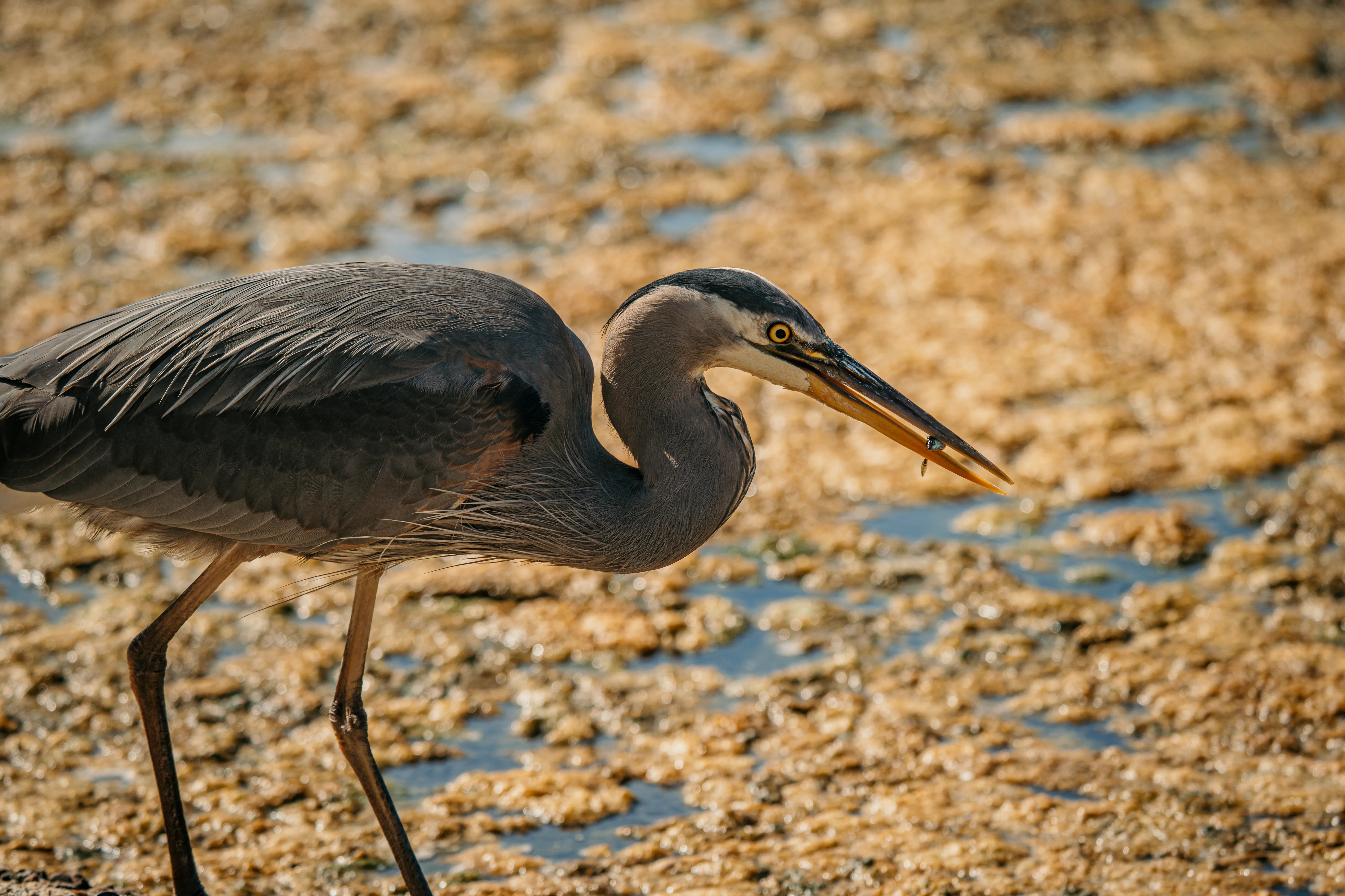 Wildlife photo