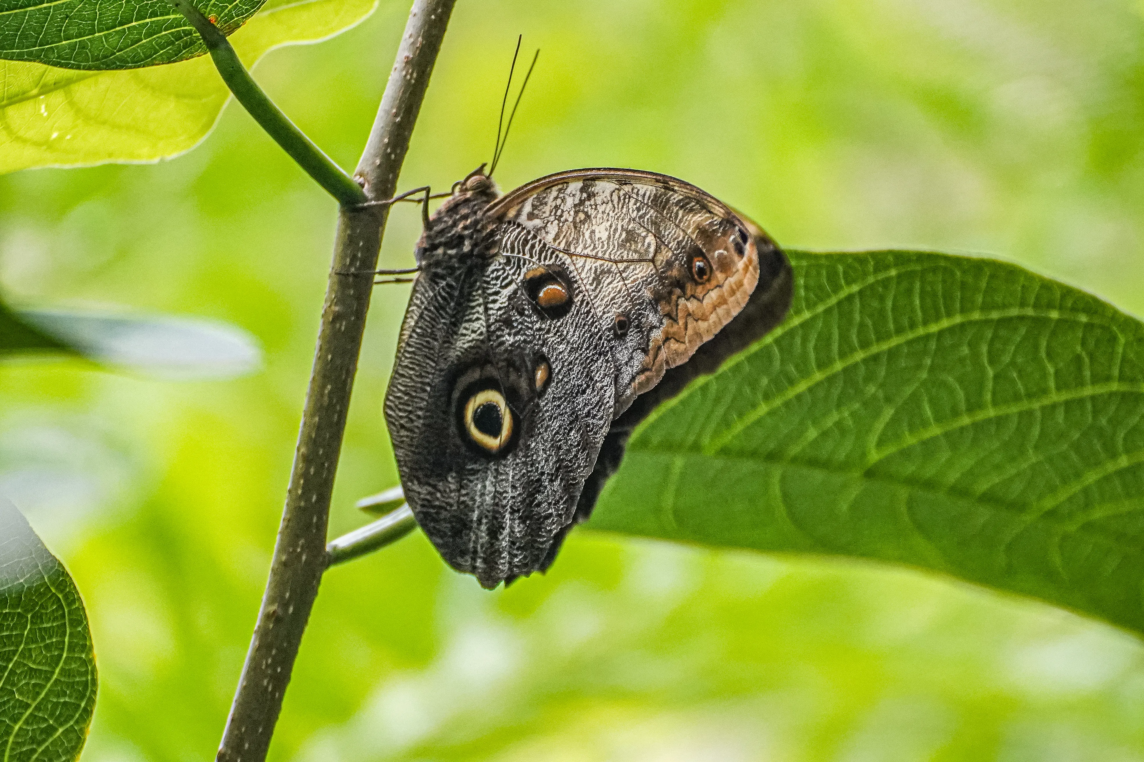 Wildlife photo